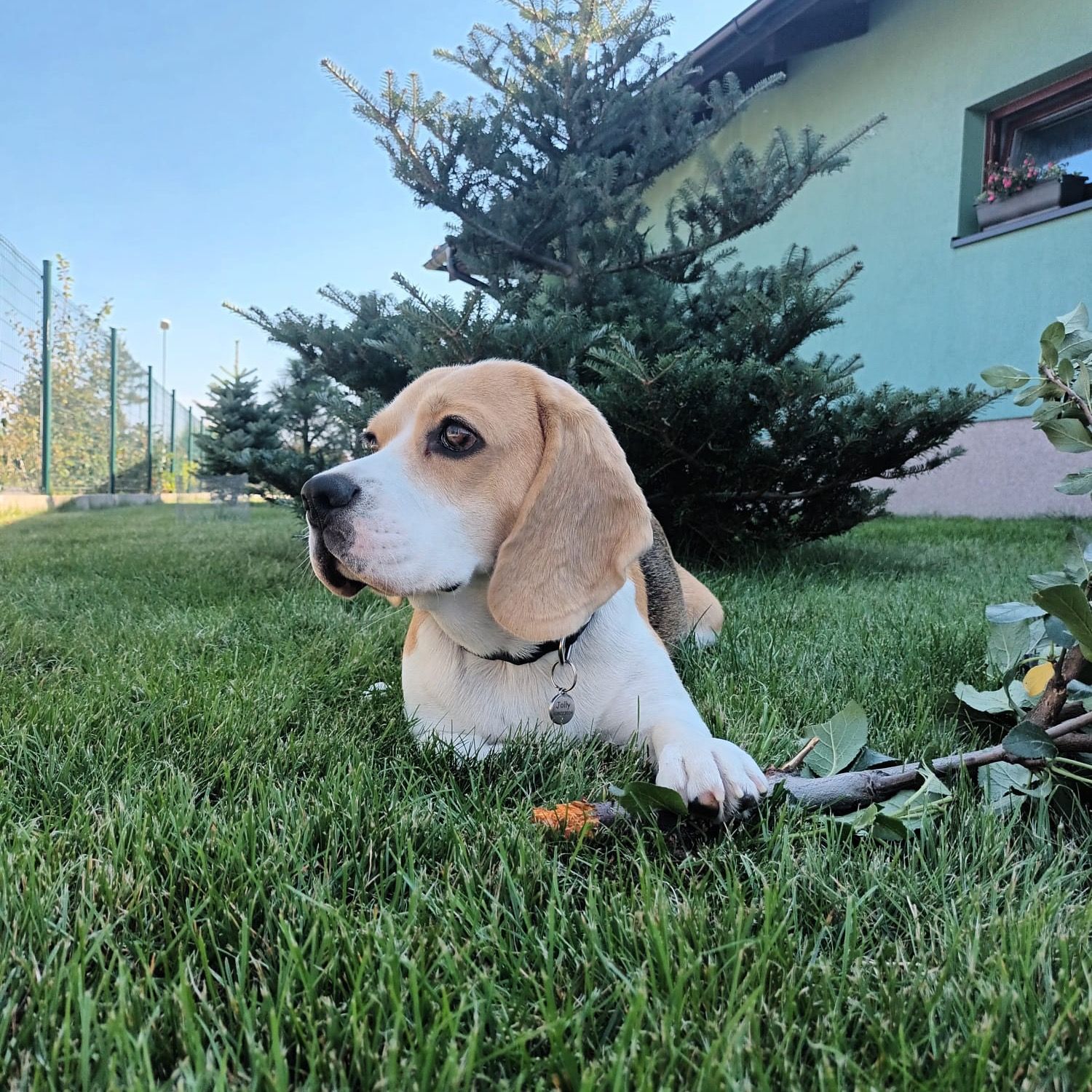 Soutěžní fotografie - Jolly,  Beagle