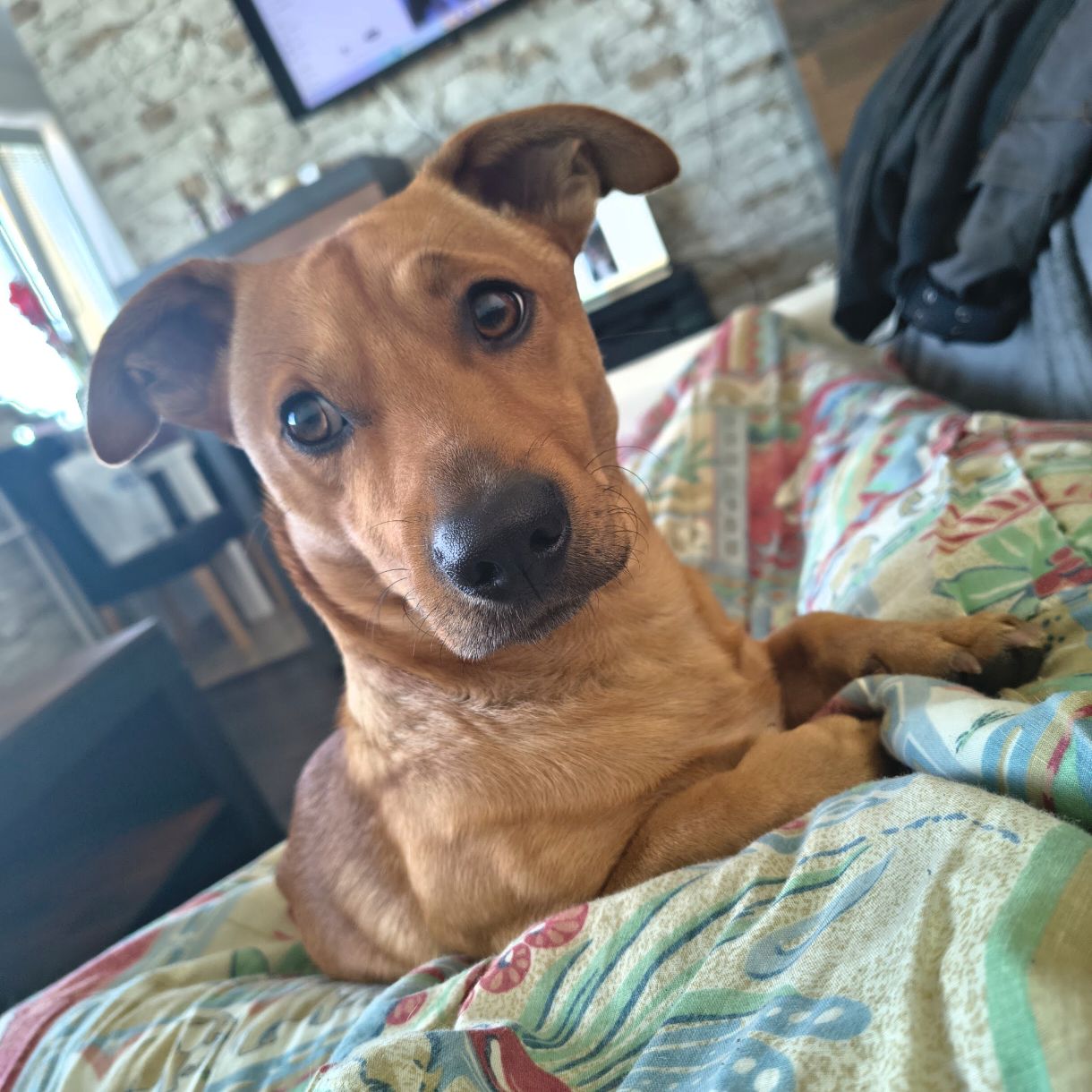 Soutěžní fotografie - Max,  Jezevčík