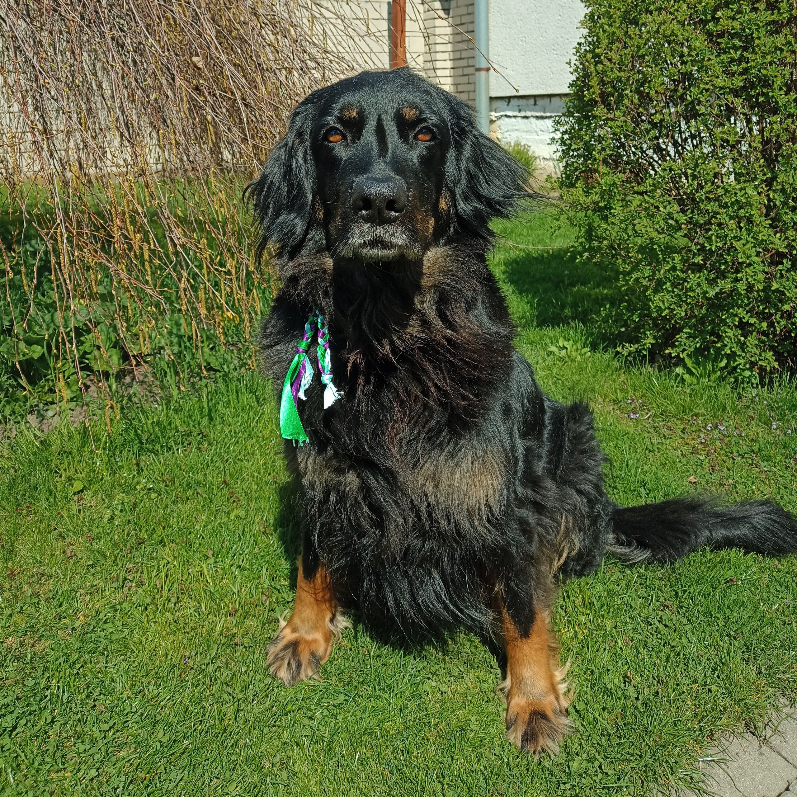 Soutěžní fotografie - Zola,  Hovawart