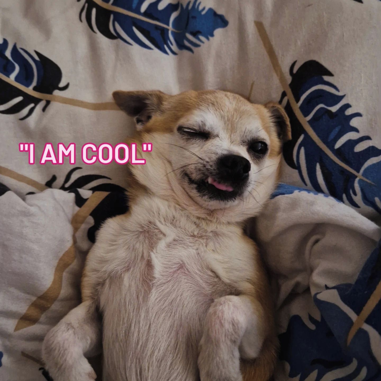 Soutěžní fotografie - Maxik,  Čivava