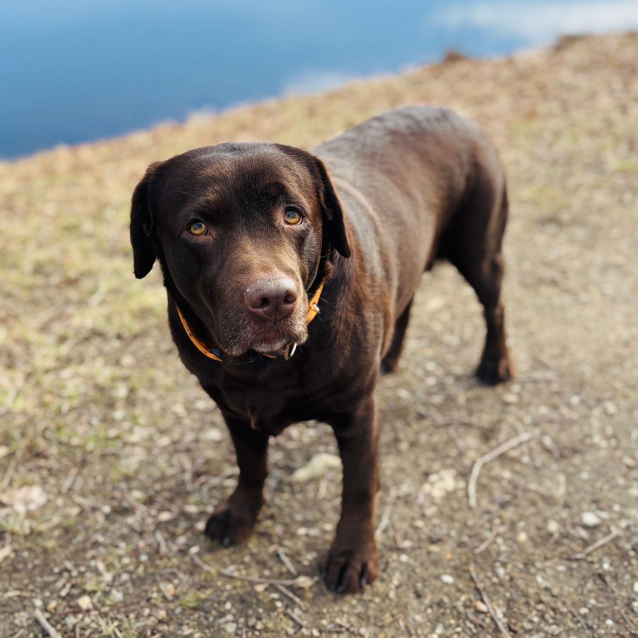 Soutěžní fotografie - Rozinka,  Labradorský retriever