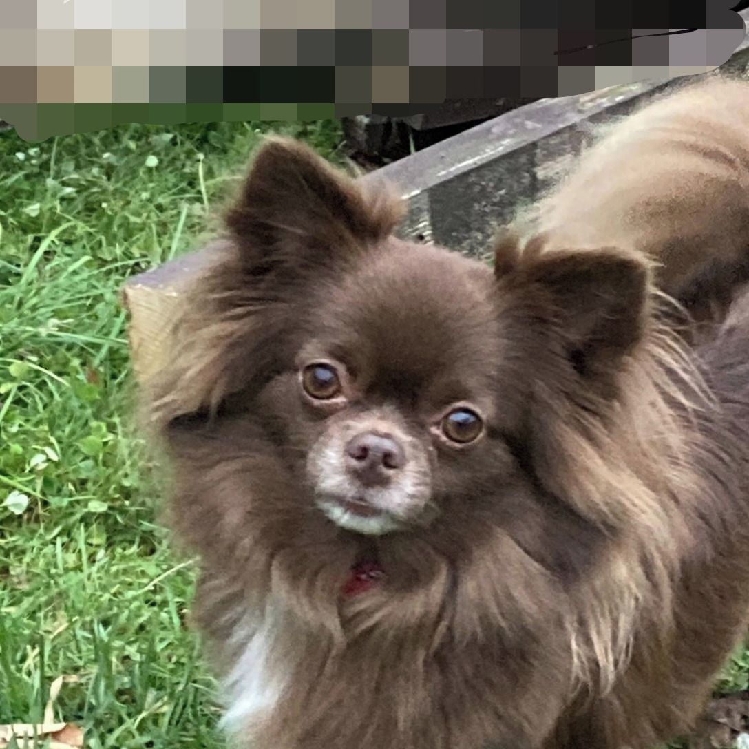 Soutěžní fotografie - Bellinka,  Čivava