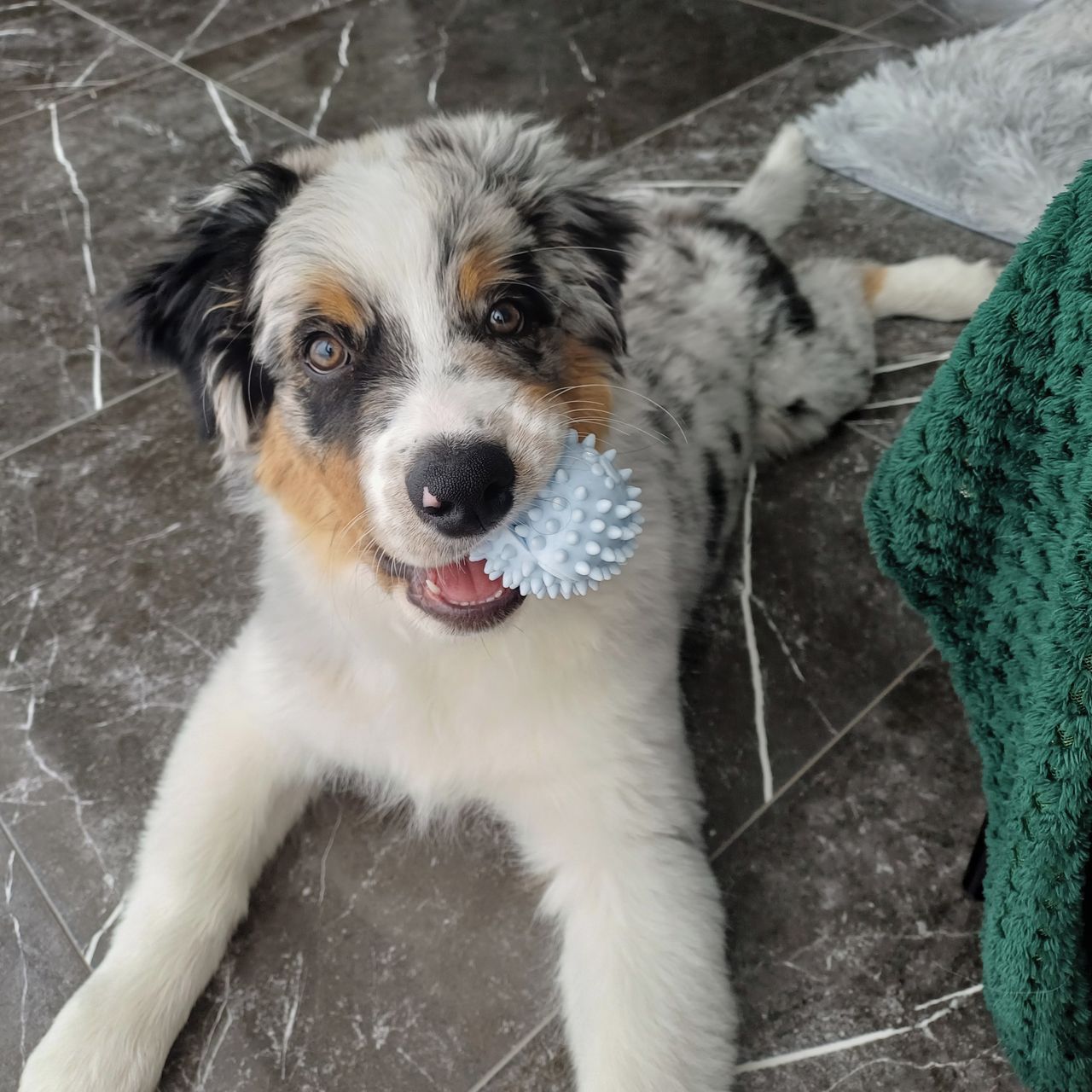 Soutěžní fotografie - Django,  Australský ovčák