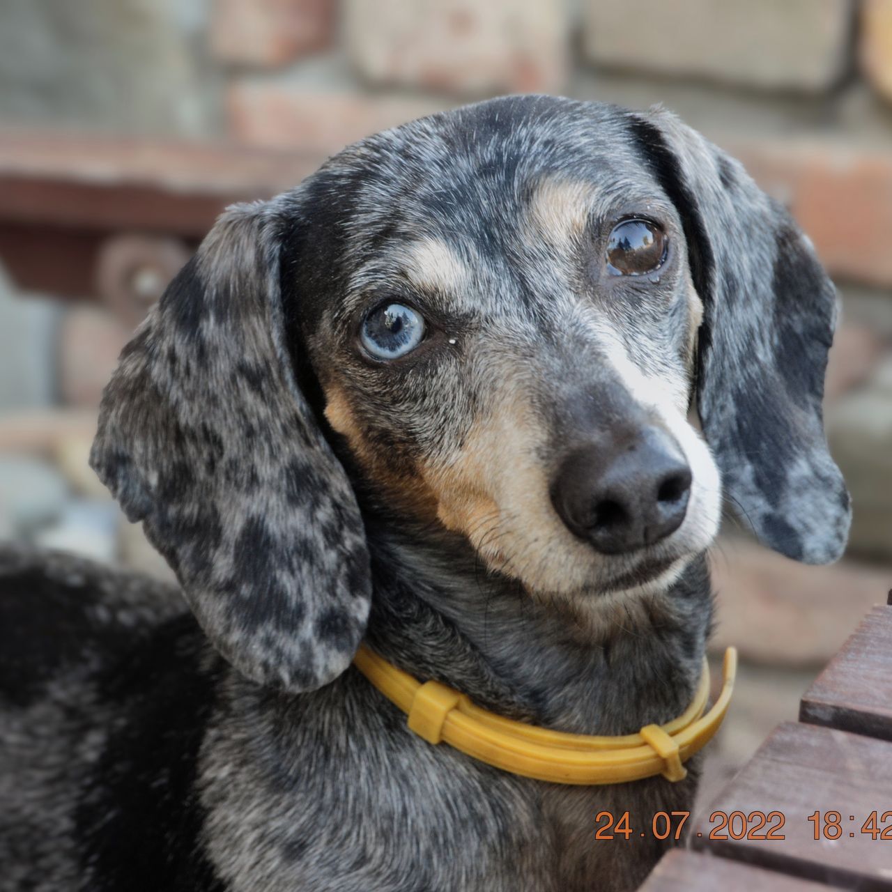 Soutěžní fotografie - Cora,  Jezevčík