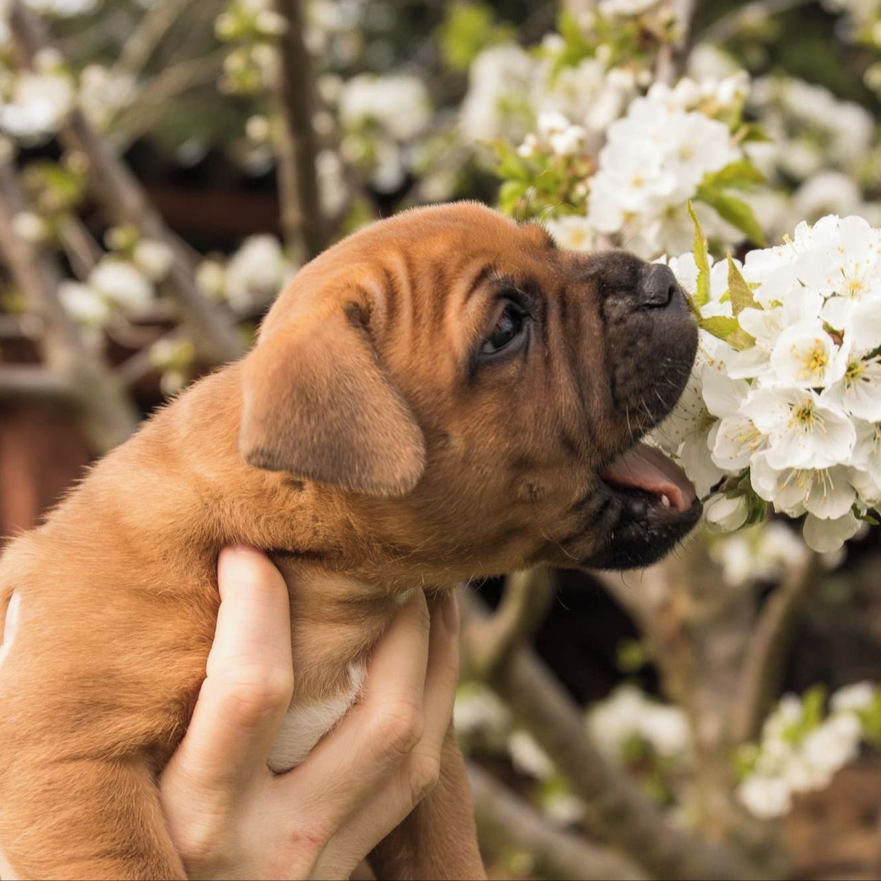 Soutěžní fotografie - Coudy,  Stafordšírský bullterier