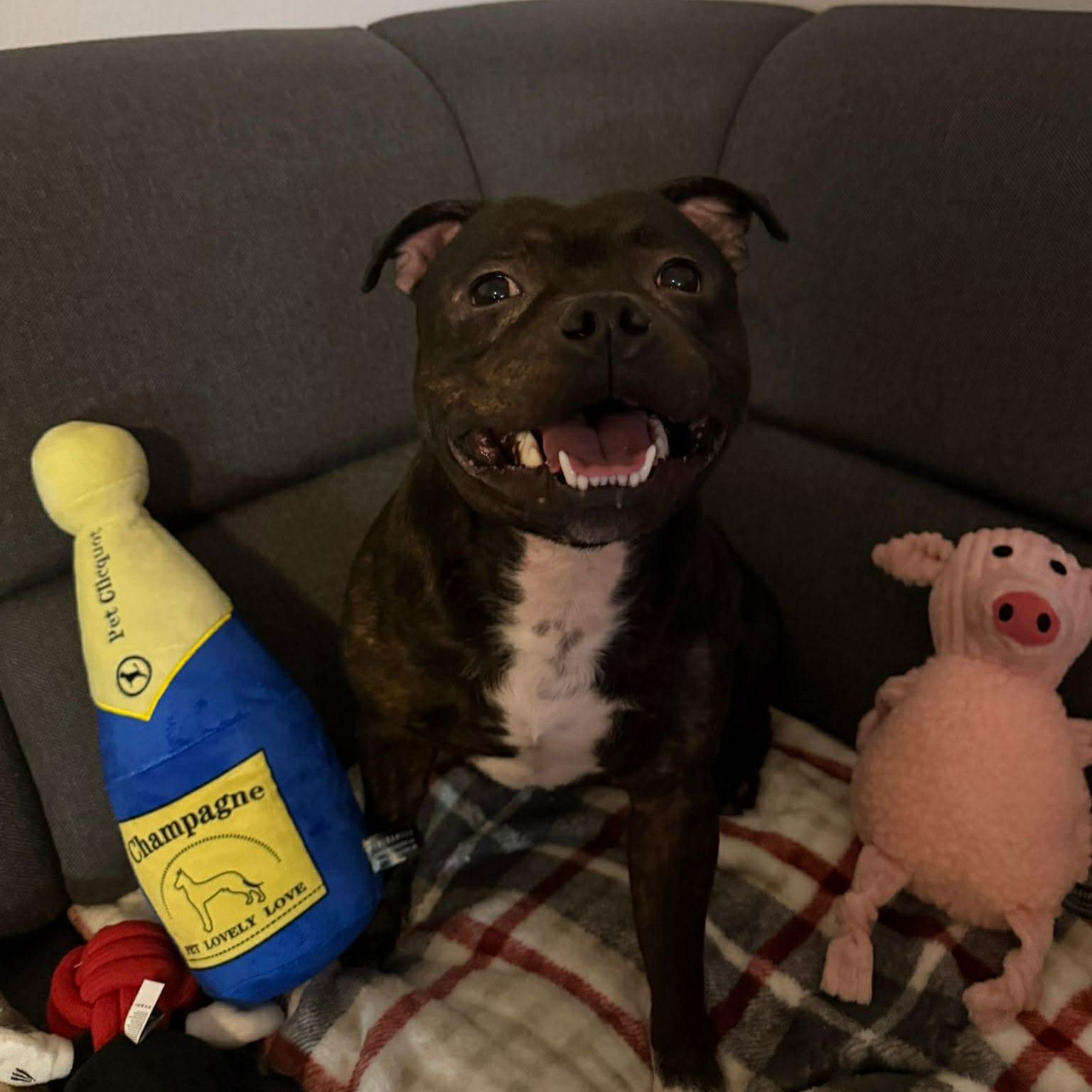 Soutěžní fotografie - Aron,  Stafordšírský bullterier