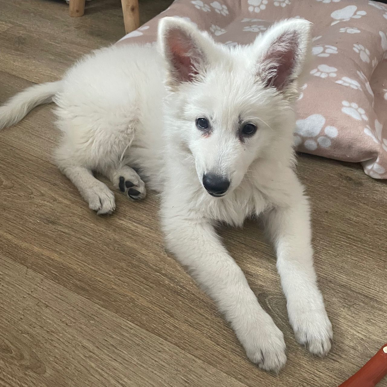 Soutěžní fotografie - Arielka,  Bílý švýcarský ovčák