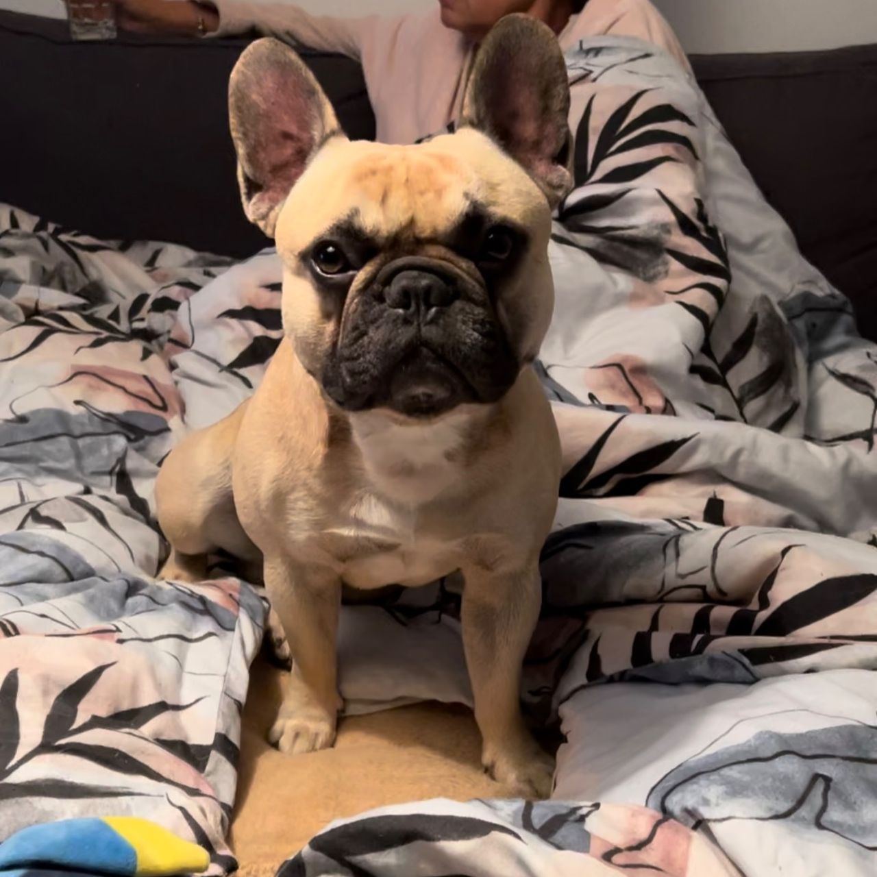 Soutěžní fotografie - Freddie,  Francouzský buldoček