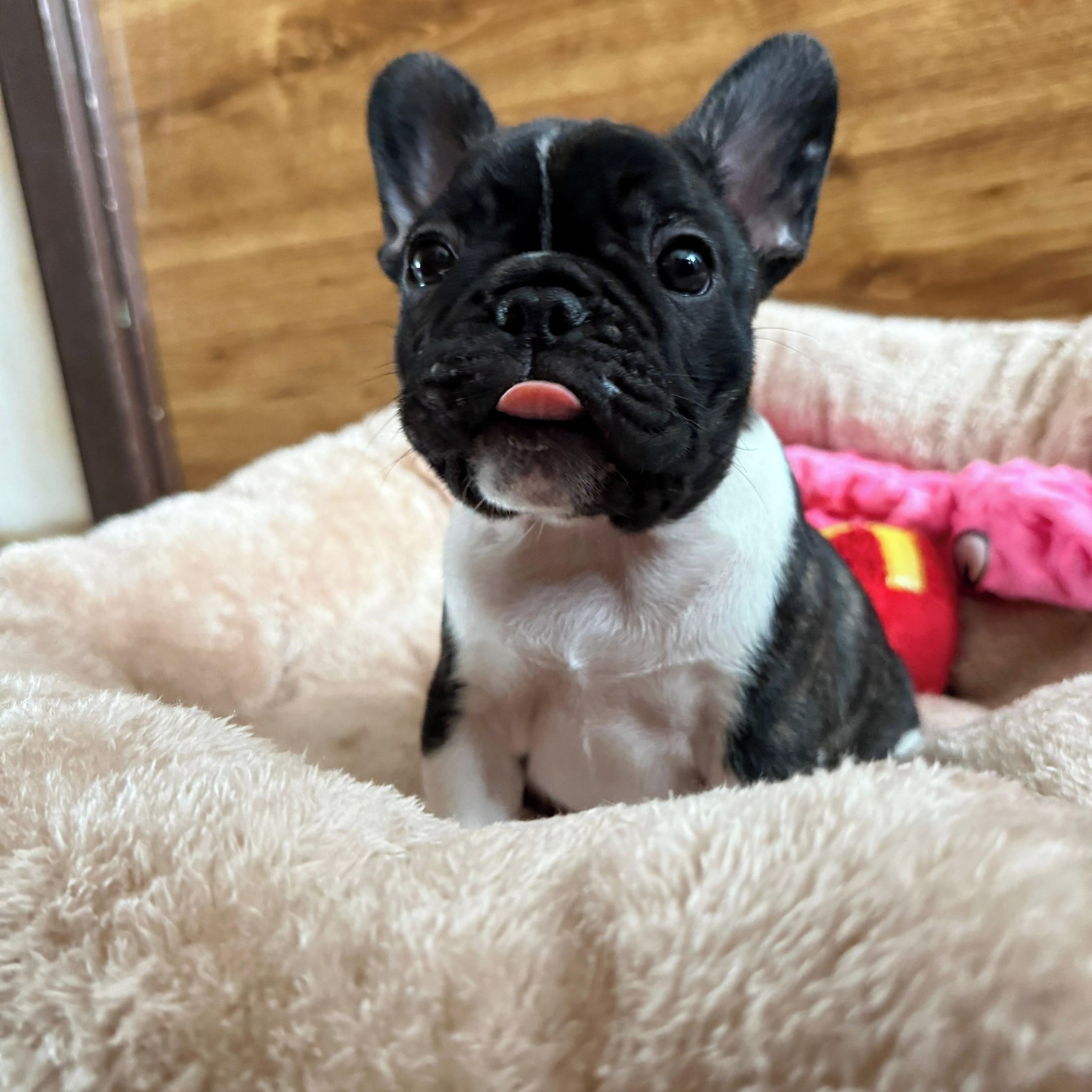 Soutěžní fotografie - Meggie,  Francouzský buldoček