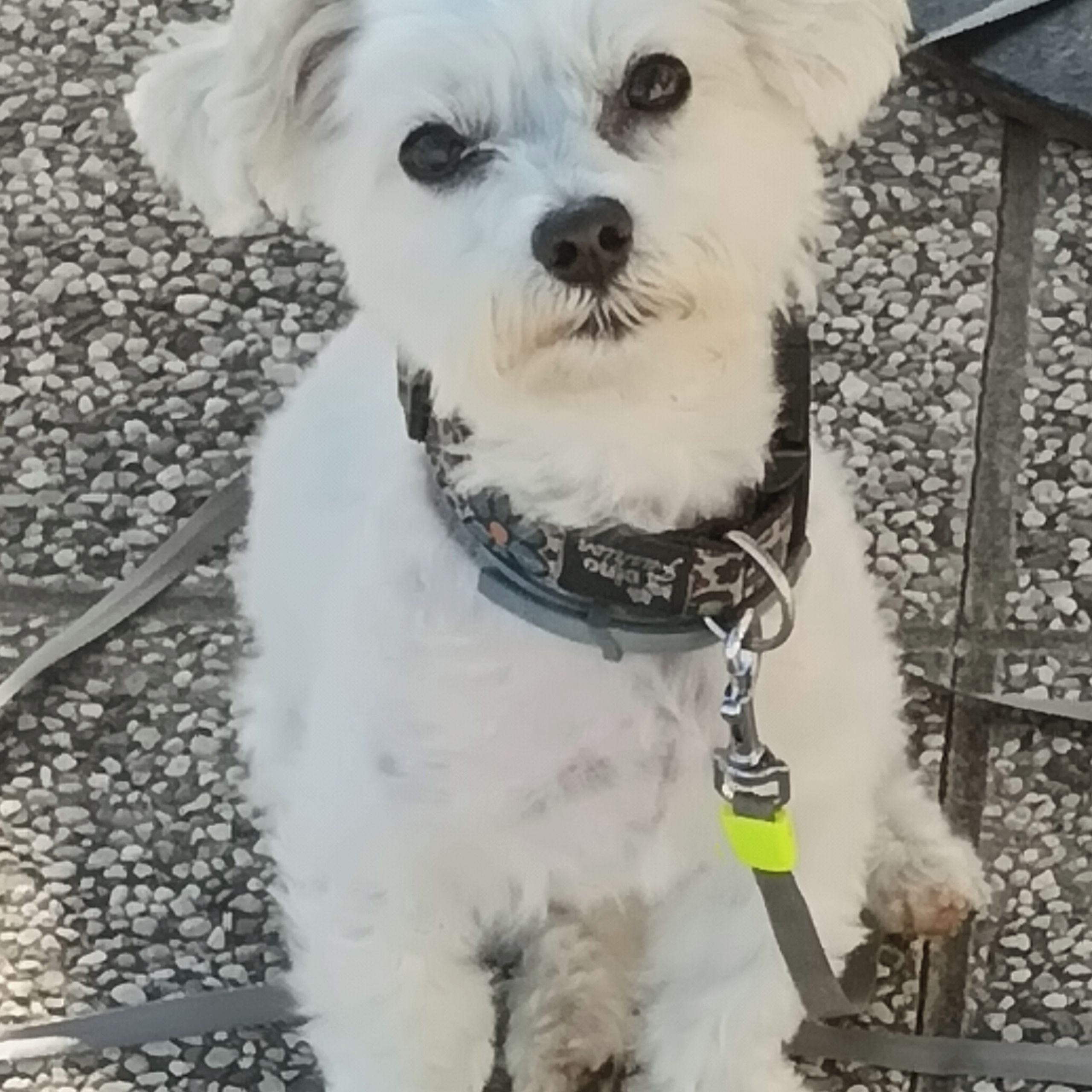 Soutěžní fotografie - Mendy,  Maltézský psík