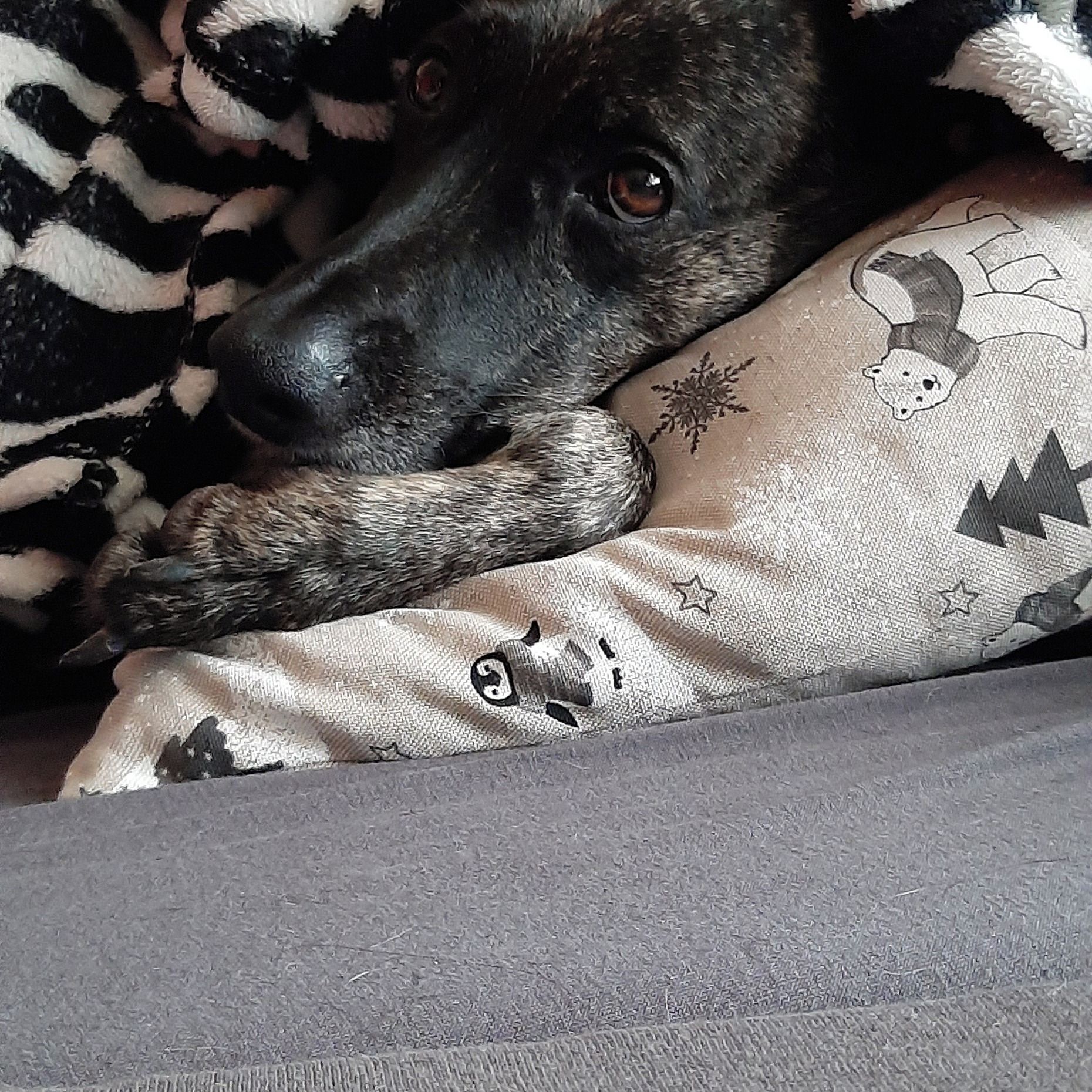 Soutěžní fotografie - Lajla,  Ostatní