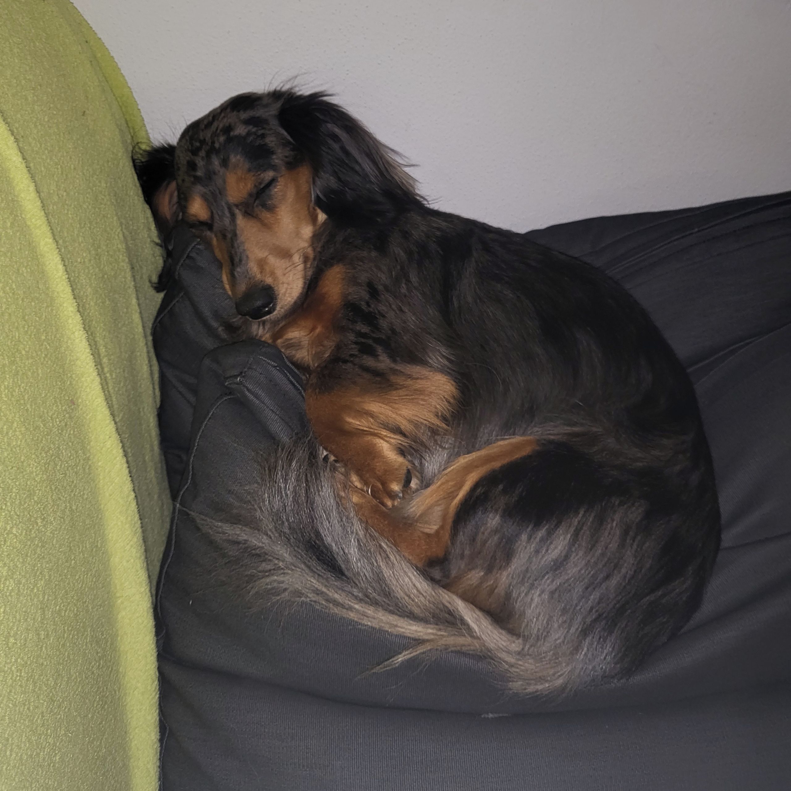 Soutěžní fotografie - Messi,  Jezevčík