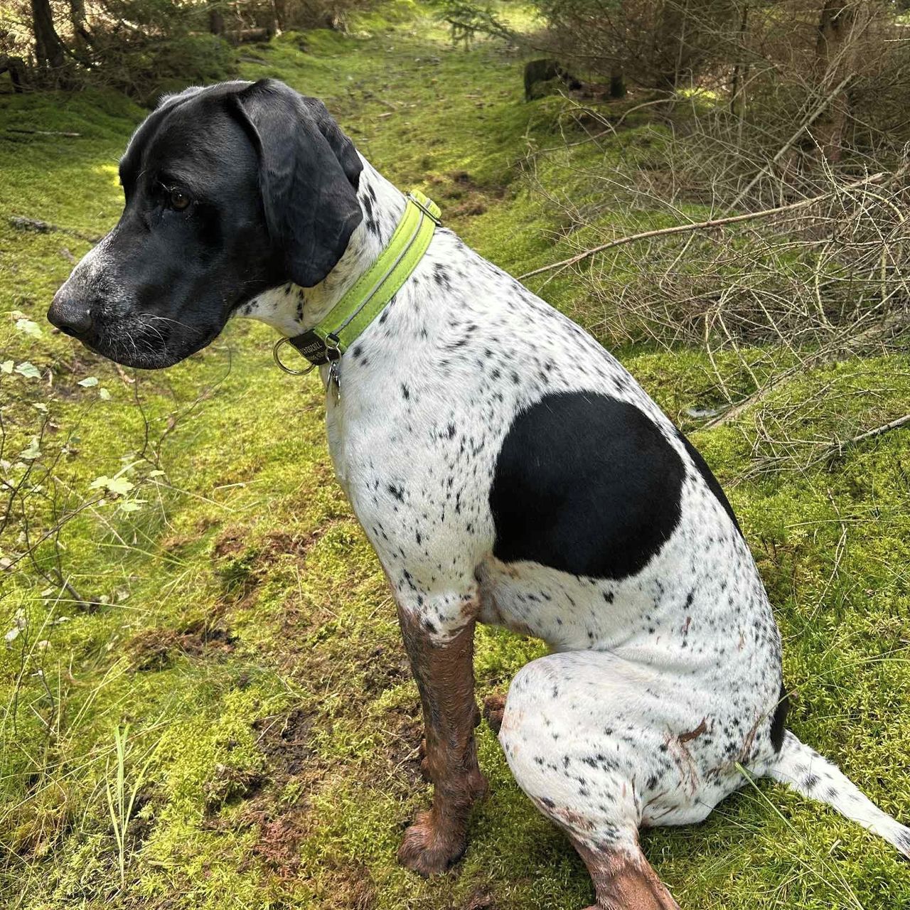 Soutěžní fotografie - HUGO BOSS,  Německý ohař krátkosrstý