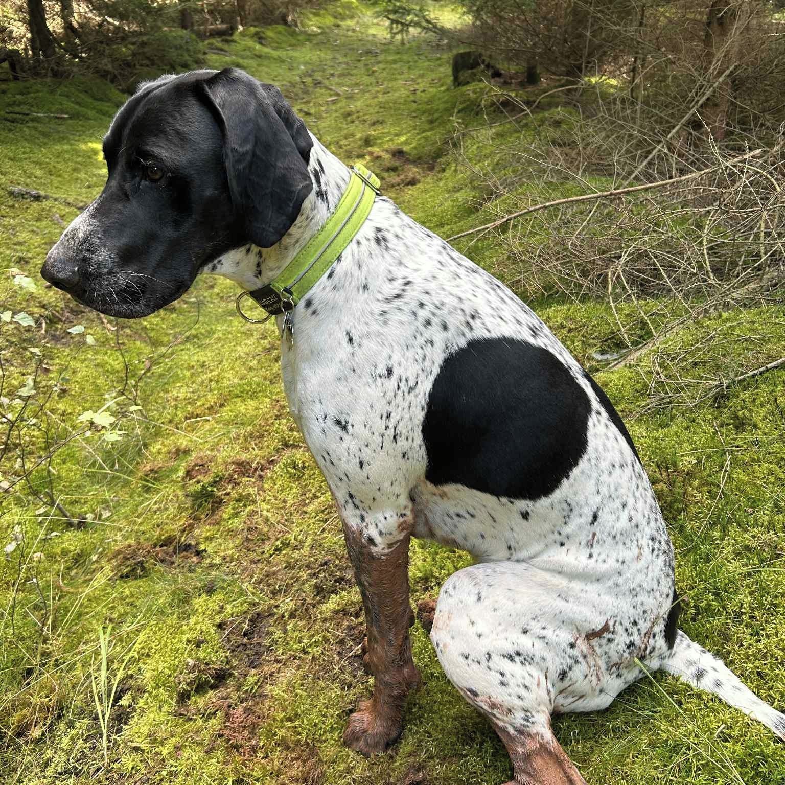 Soutěžní fotografie - HUGO BOSS,  Německý ohař krátkosrstý