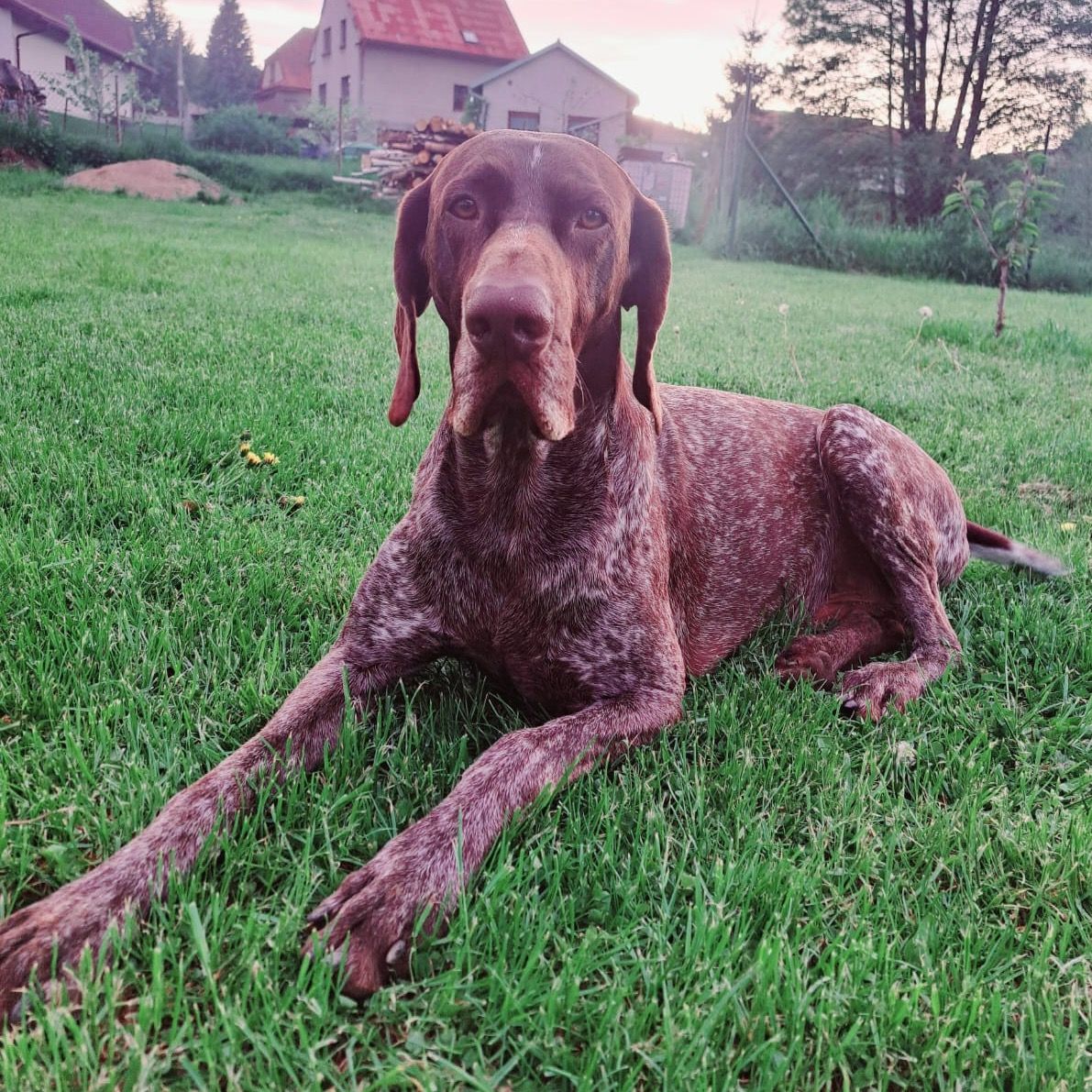 Soutěžní fotografie - Roník,  Německý ohař krátkosrstý