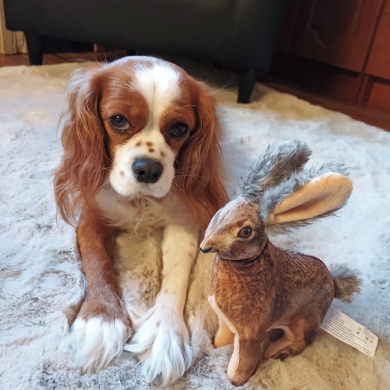 Soutěžní fotografie - Sisi,  Kavalír King Charles španěl