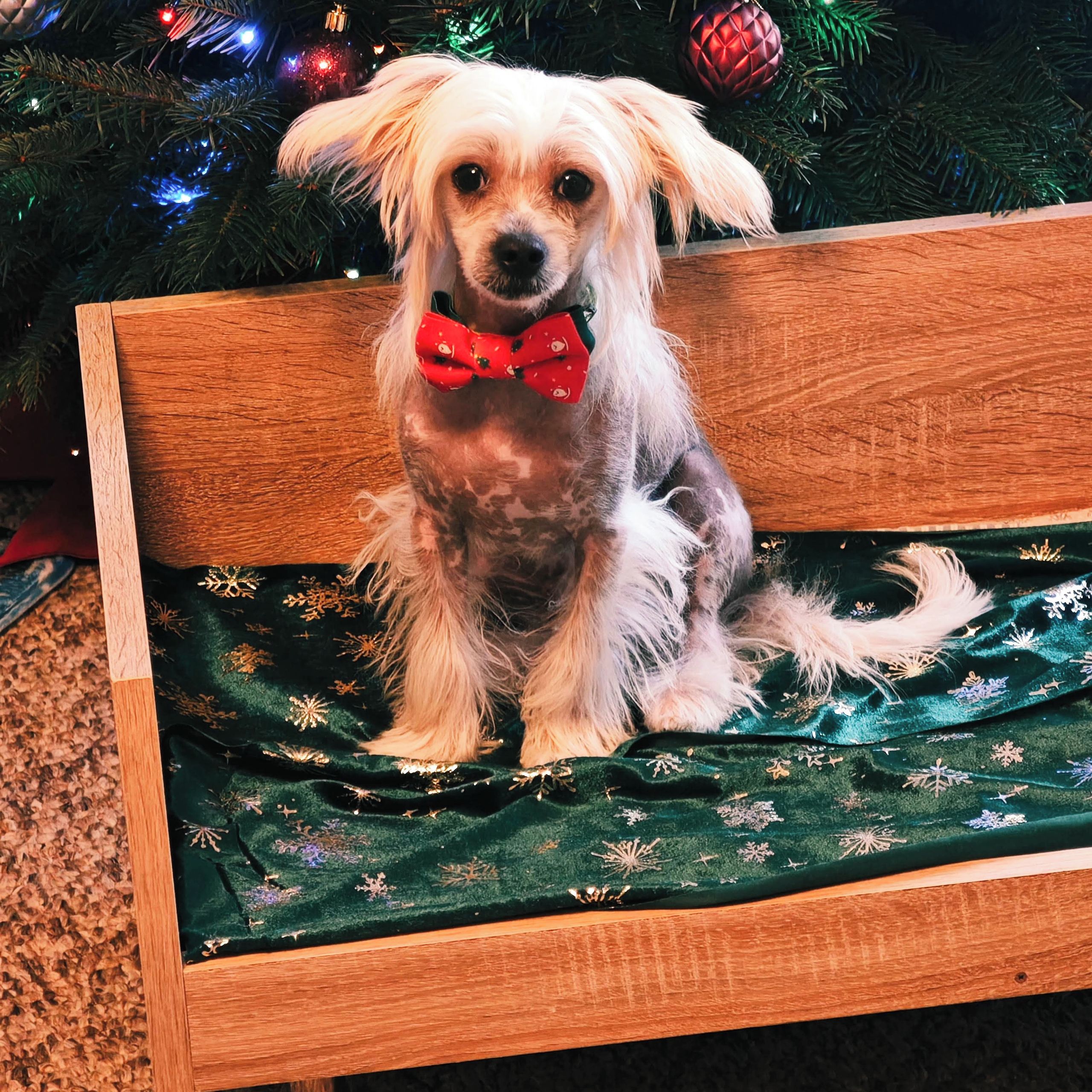 Soutěžní fotografie - Buddy,  Čínský chocholatý pes