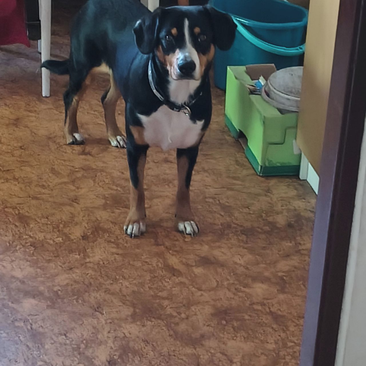 Soutěžní fotografie - TÁJA,  Entlebuchský salašnický pes