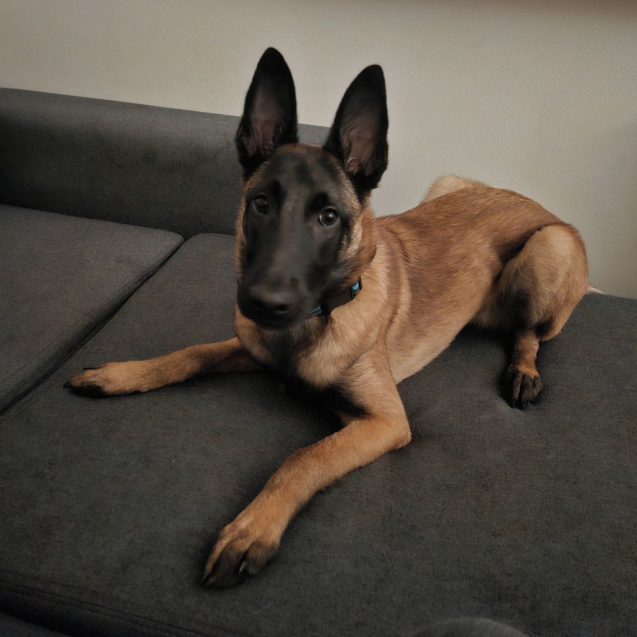 Soutěžní fotografie - Dexter,  Belgický ovčák - Malinois
