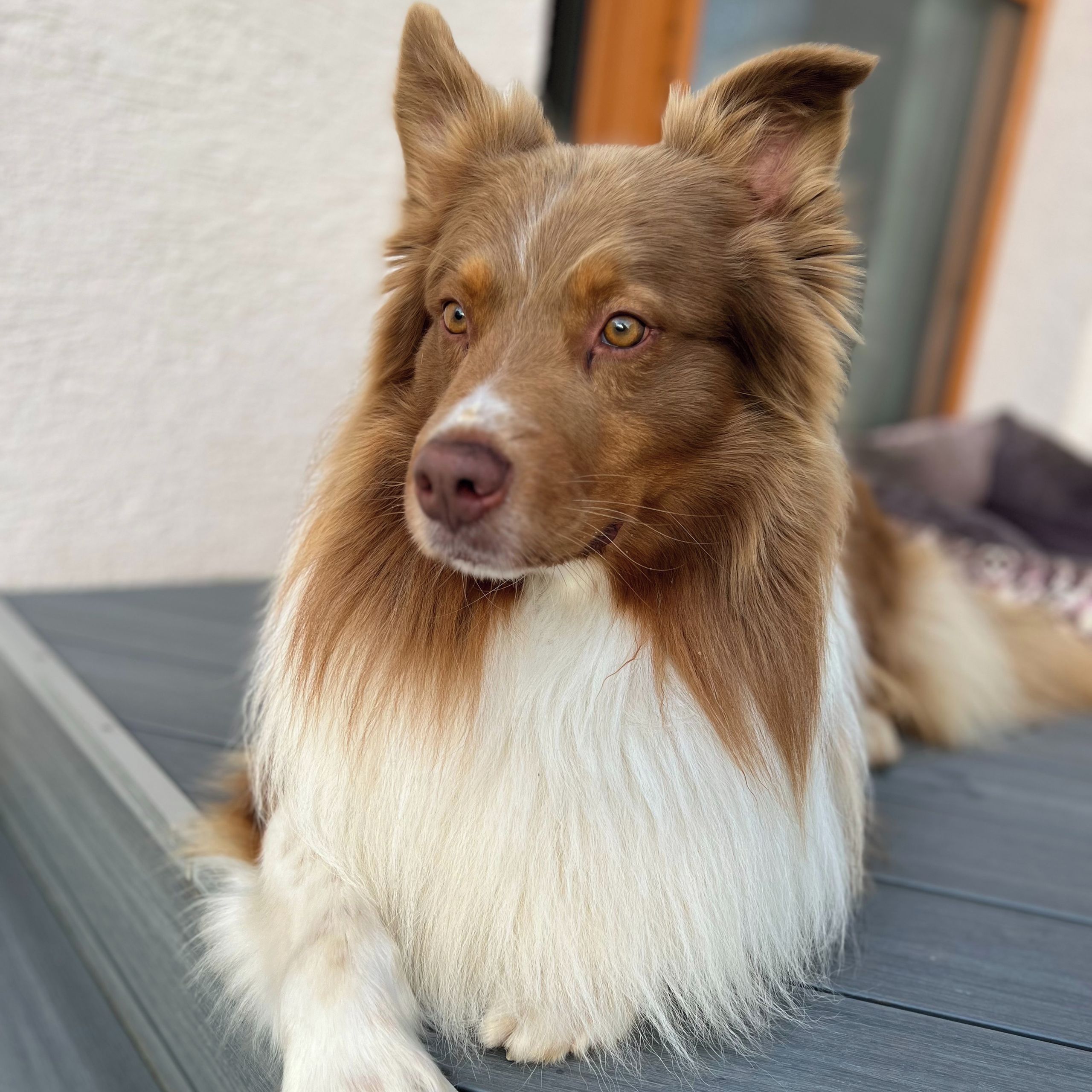 Soutěžní fotografie - Max,  Australský ovčák