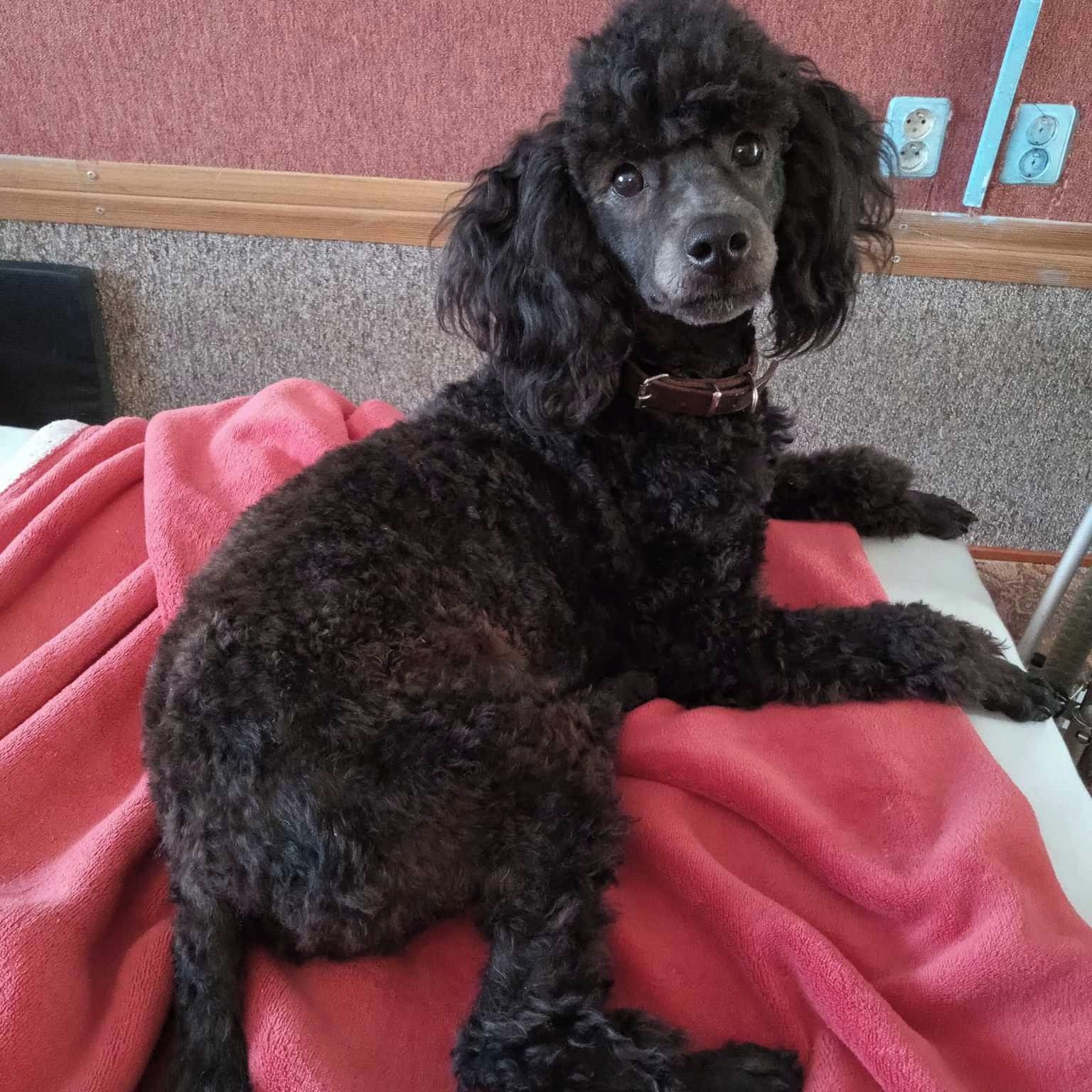 Soutěžní fotografie - Peggy,  Pudl