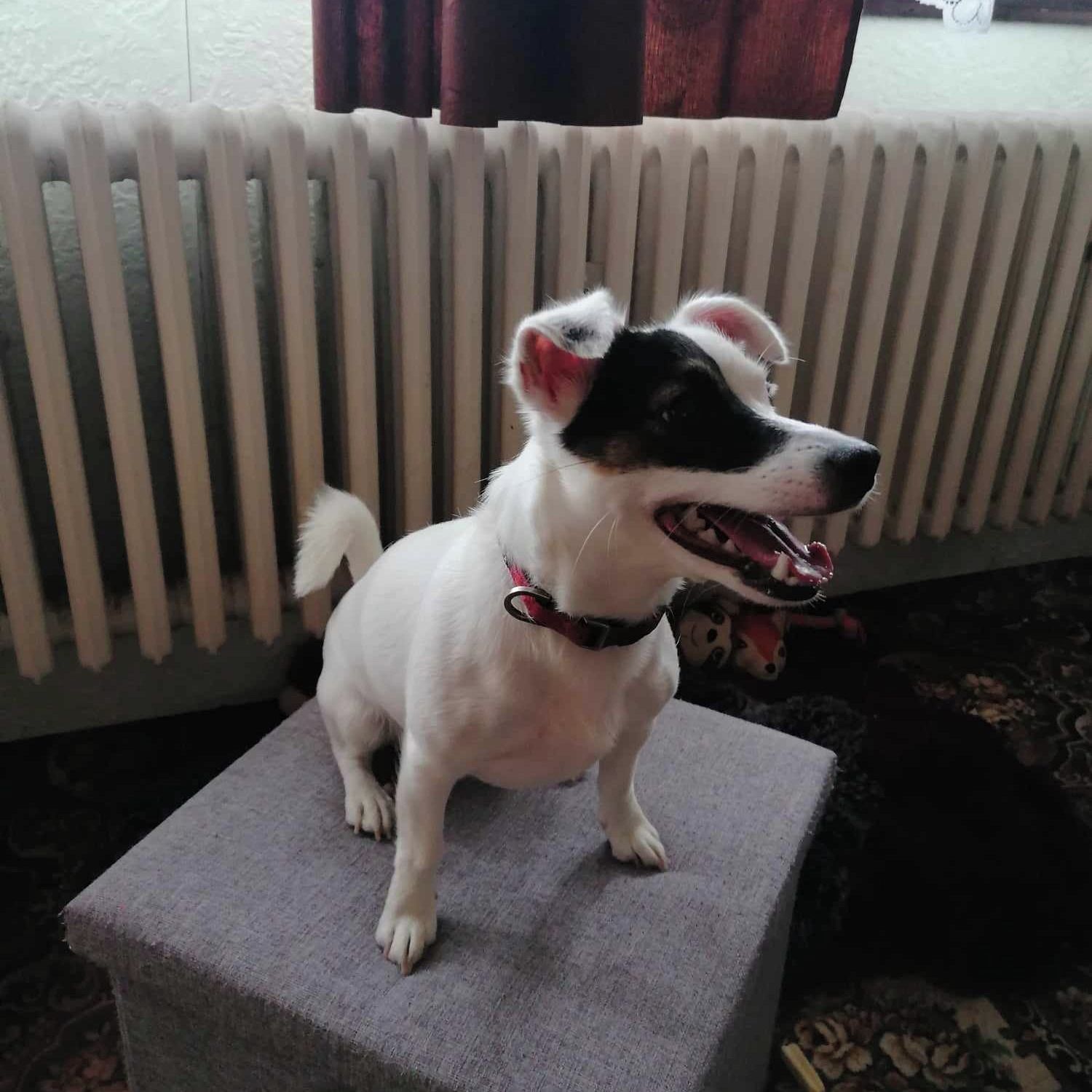 Soutěžní fotografie - Jessie,  Jack Russell Teriér