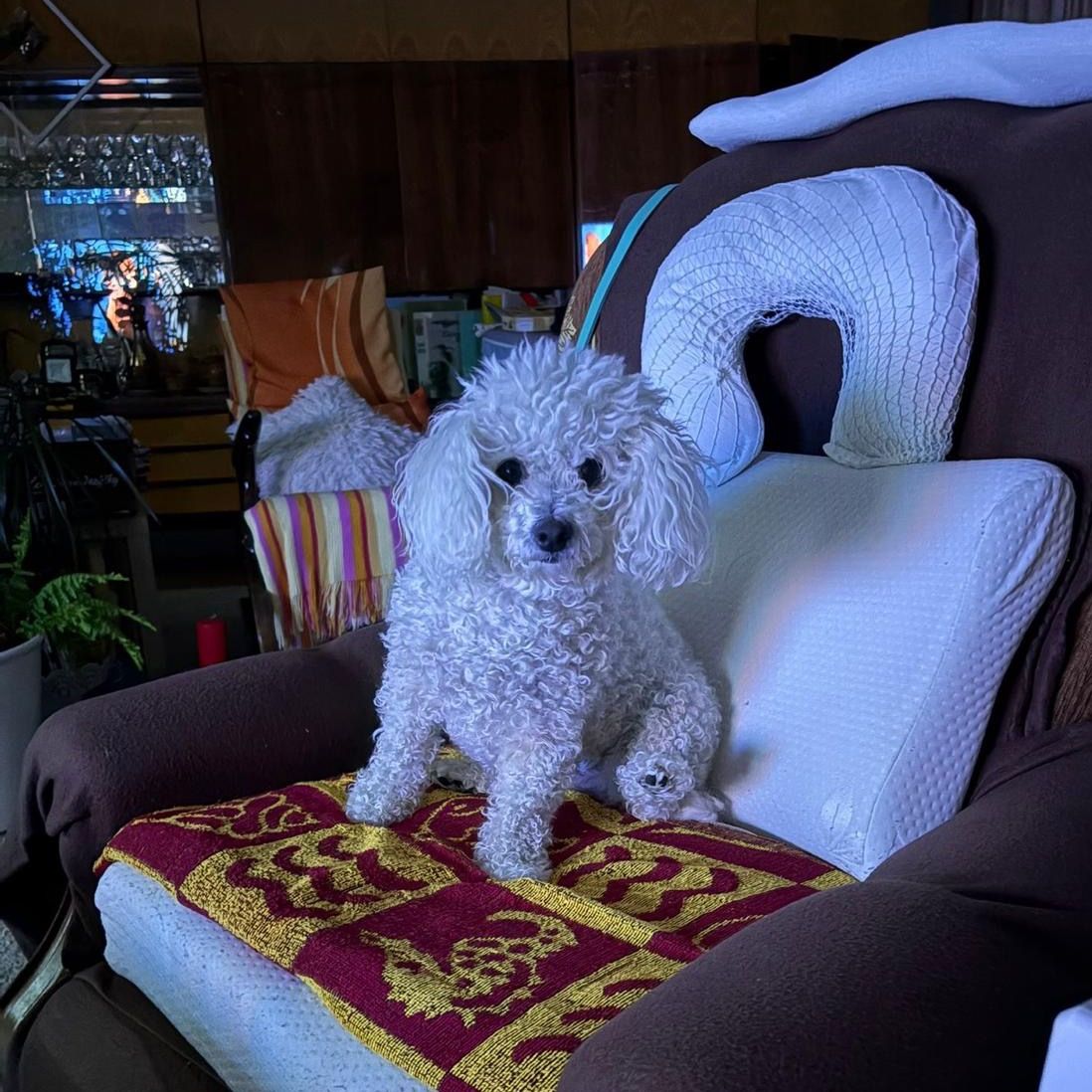 Soutěžní fotografie - Amálka,  Bišonek