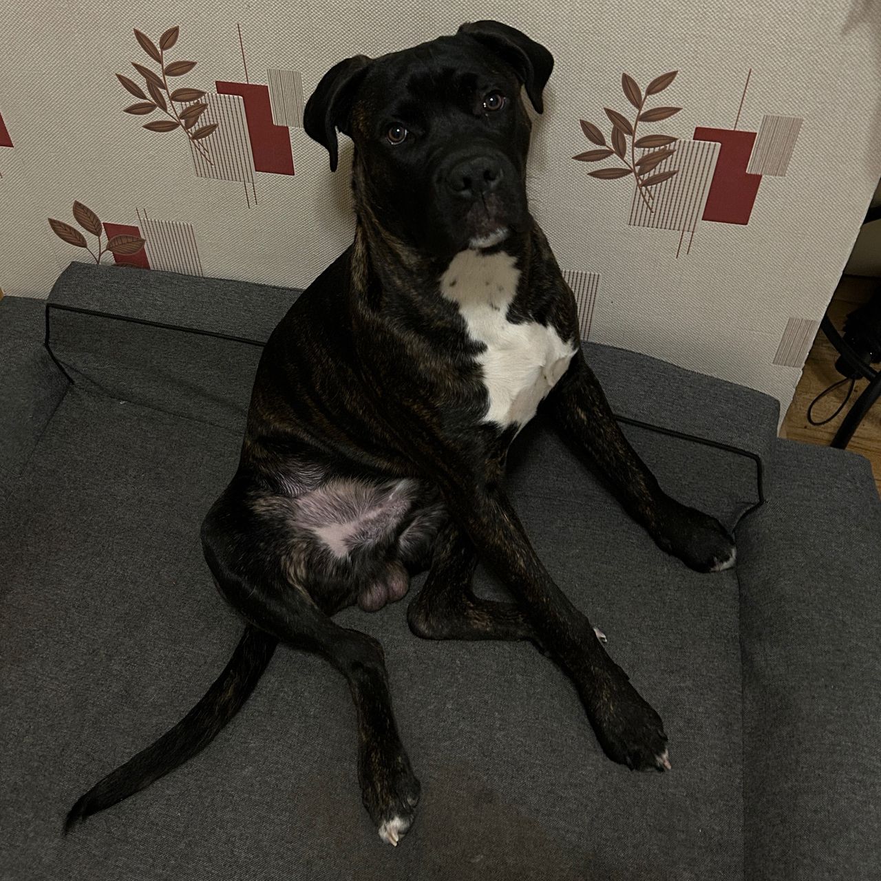 Soutěžní fotografie - Jimmy,  Italský corso pes