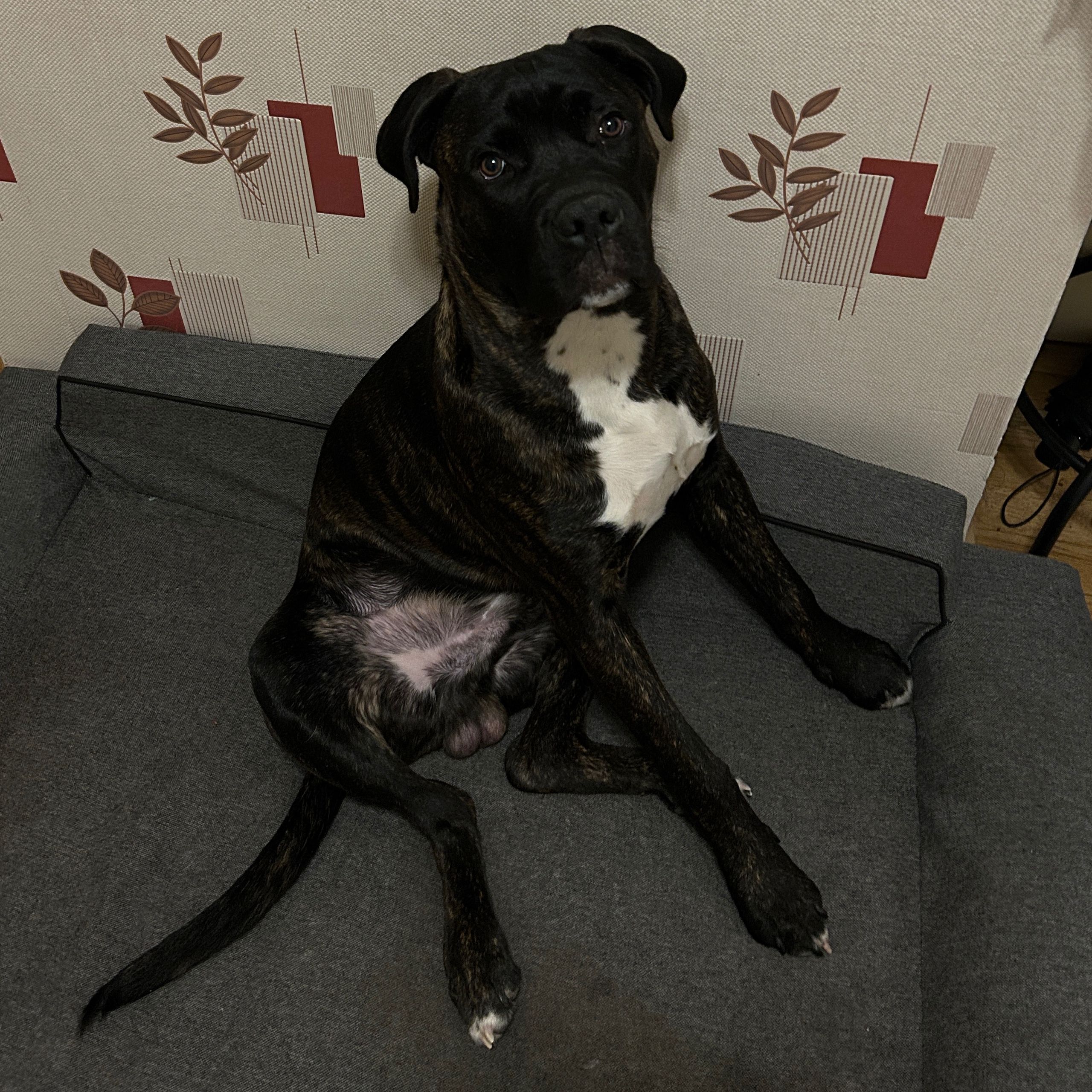 Soutěžní fotografie - Jimmy,  Italský corso pes