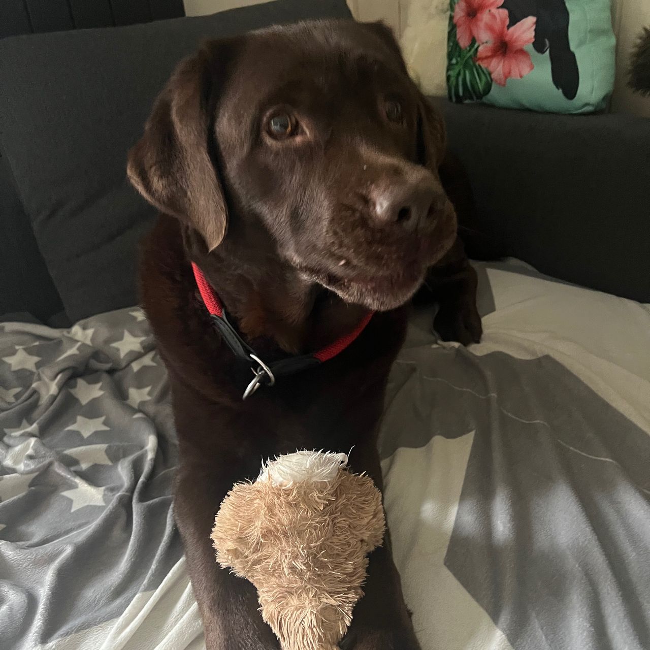 Soutěžní fotografie - Barunka,  Labradorský retriever