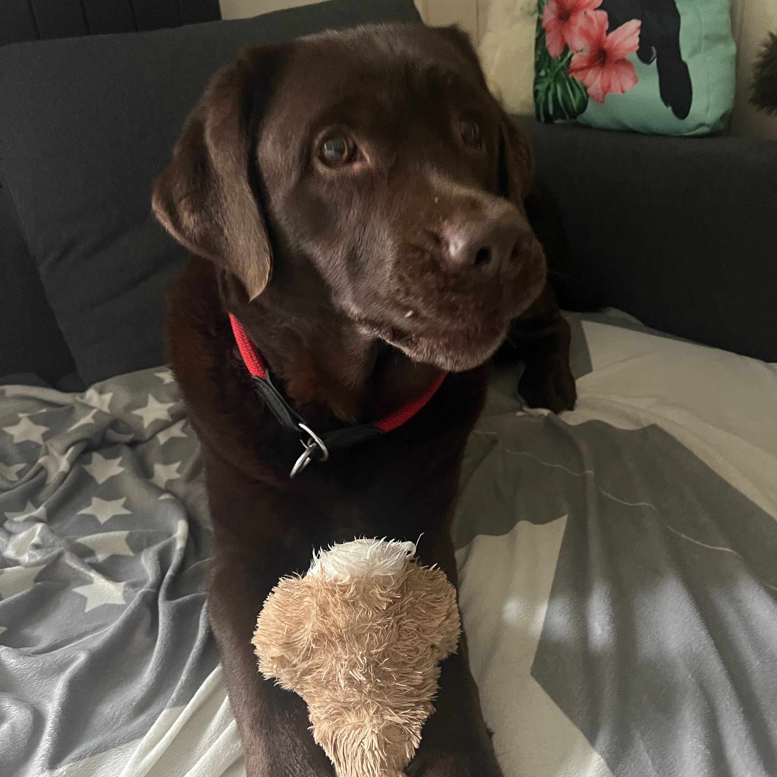 Soutěžní fotografie - Barunka,  Labradorský retriever