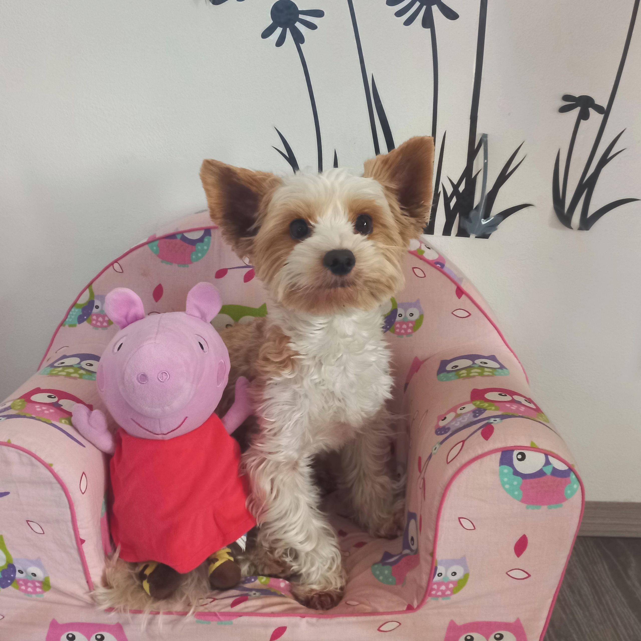 Soutěžní fotografie - Max,  Yorkšírský terier