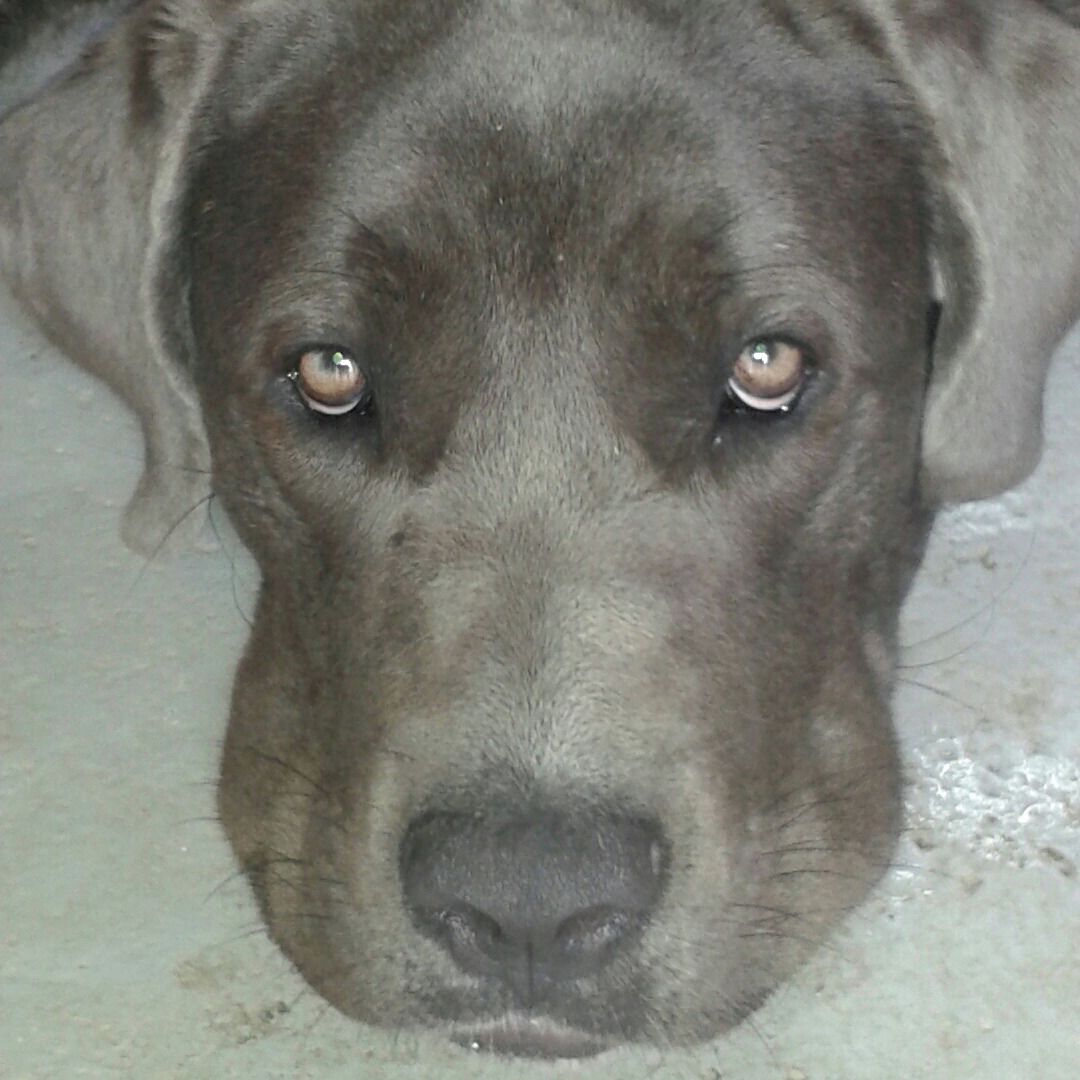 Soutěžní fotografie - Aida,  Italský corso pes