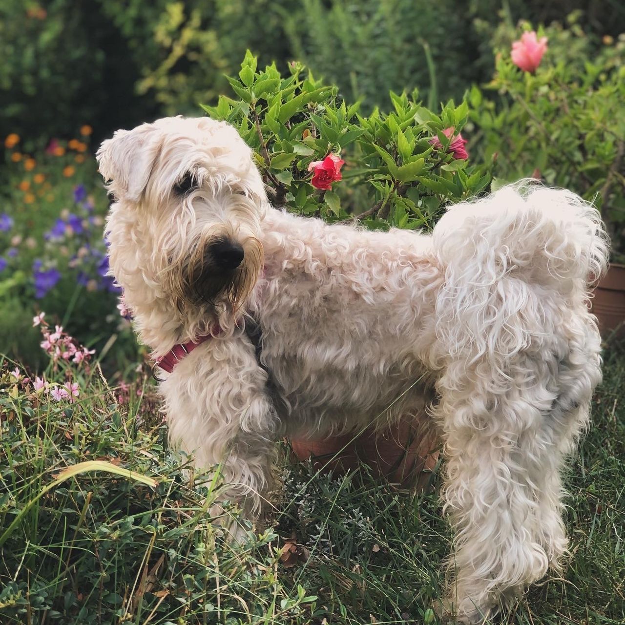 Soutěžní fotografie - Jamie,  Irish Soft Coated Wheaten Terrier