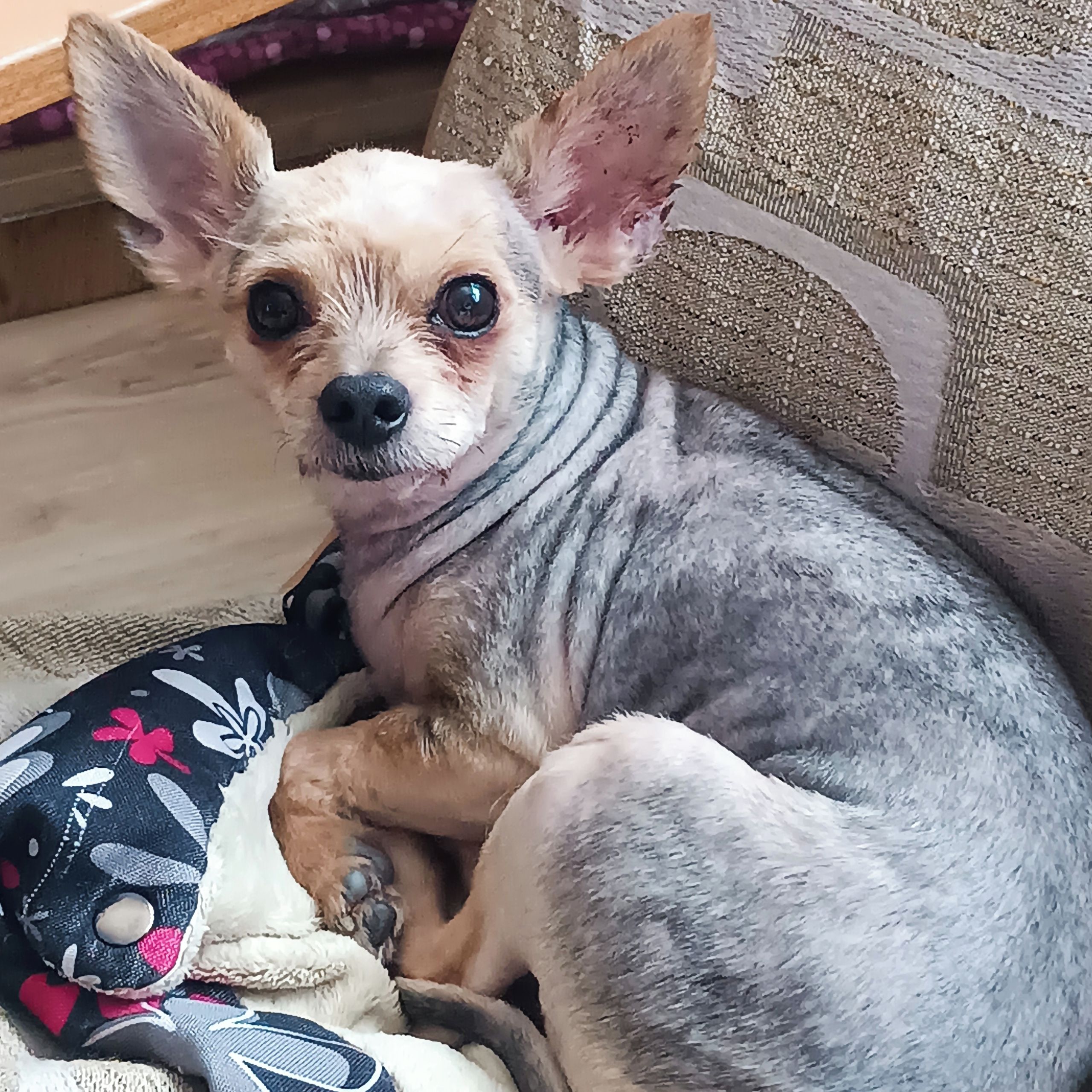 Soutěžní fotografie - Lumpík,  Yorkšírský terier