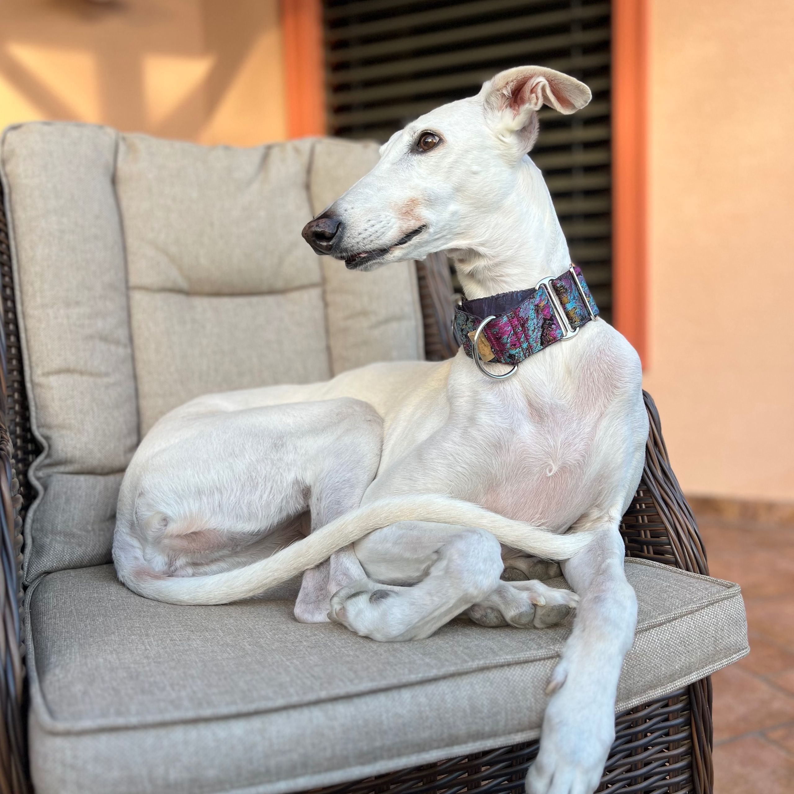 Soutěžní fotografie - Luna,  Španělský galgo