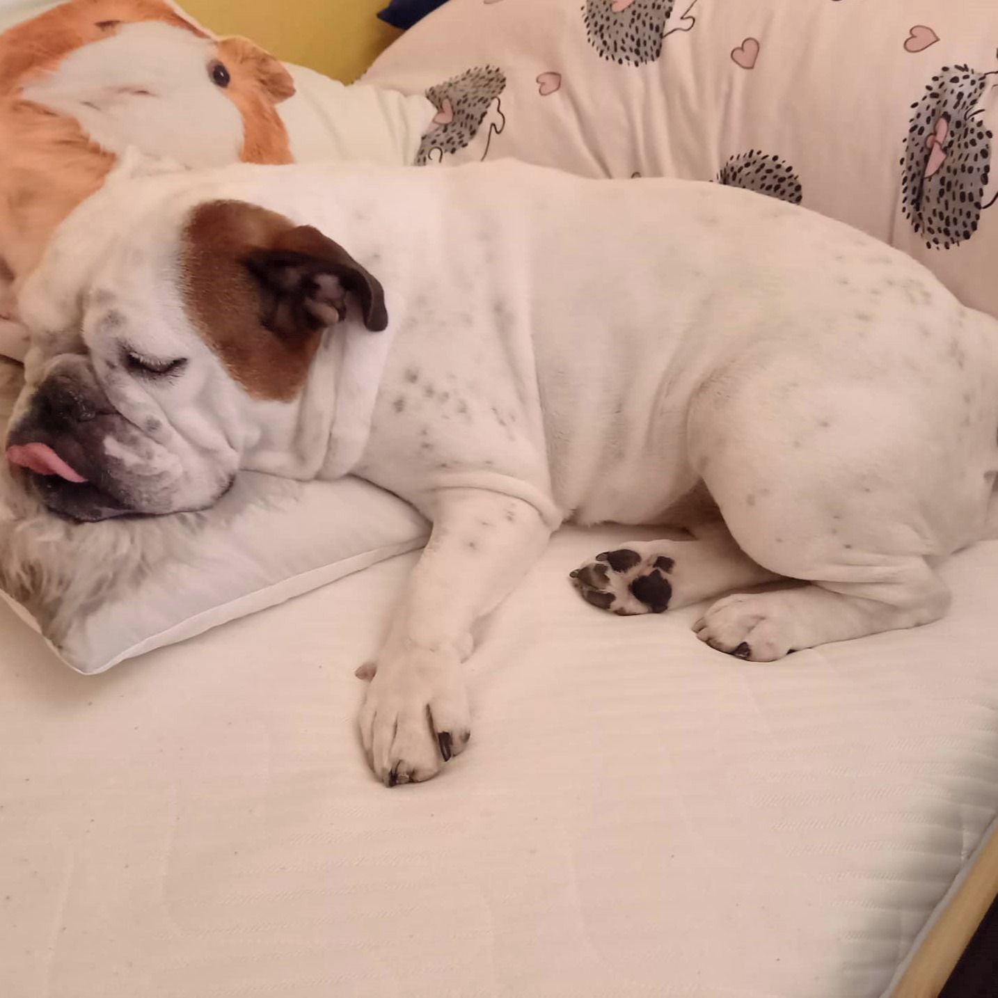 Soutěžní fotografie - Spencer,  Anglický buldok