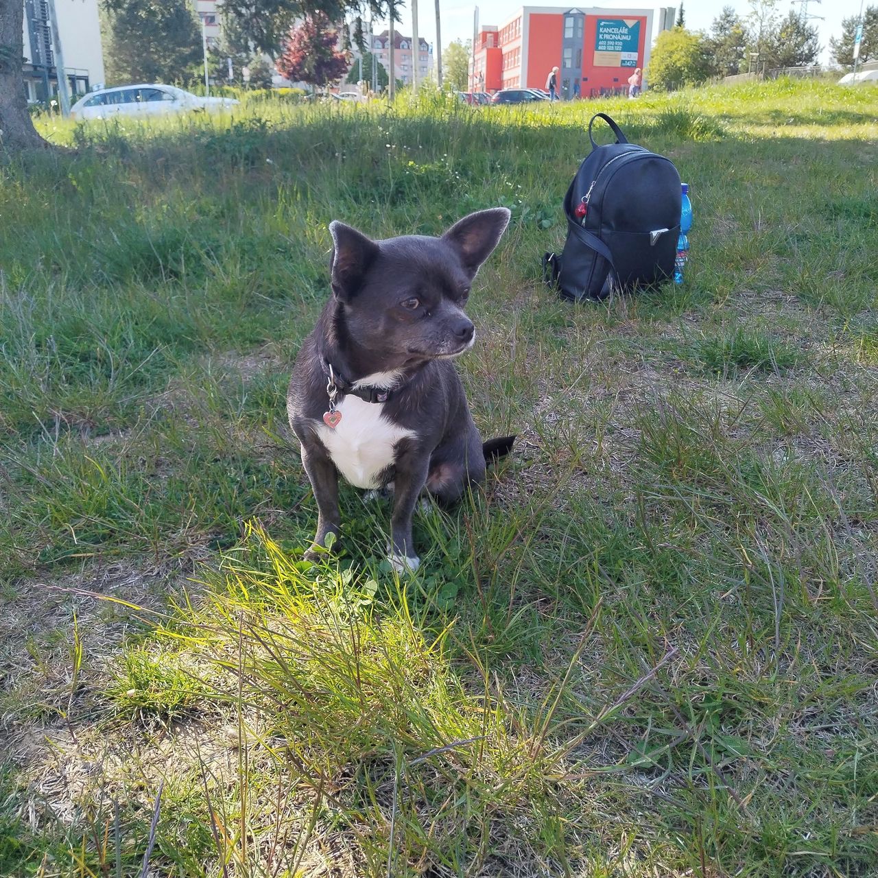 Soutěžní fotografie - Debinka,  Čivava