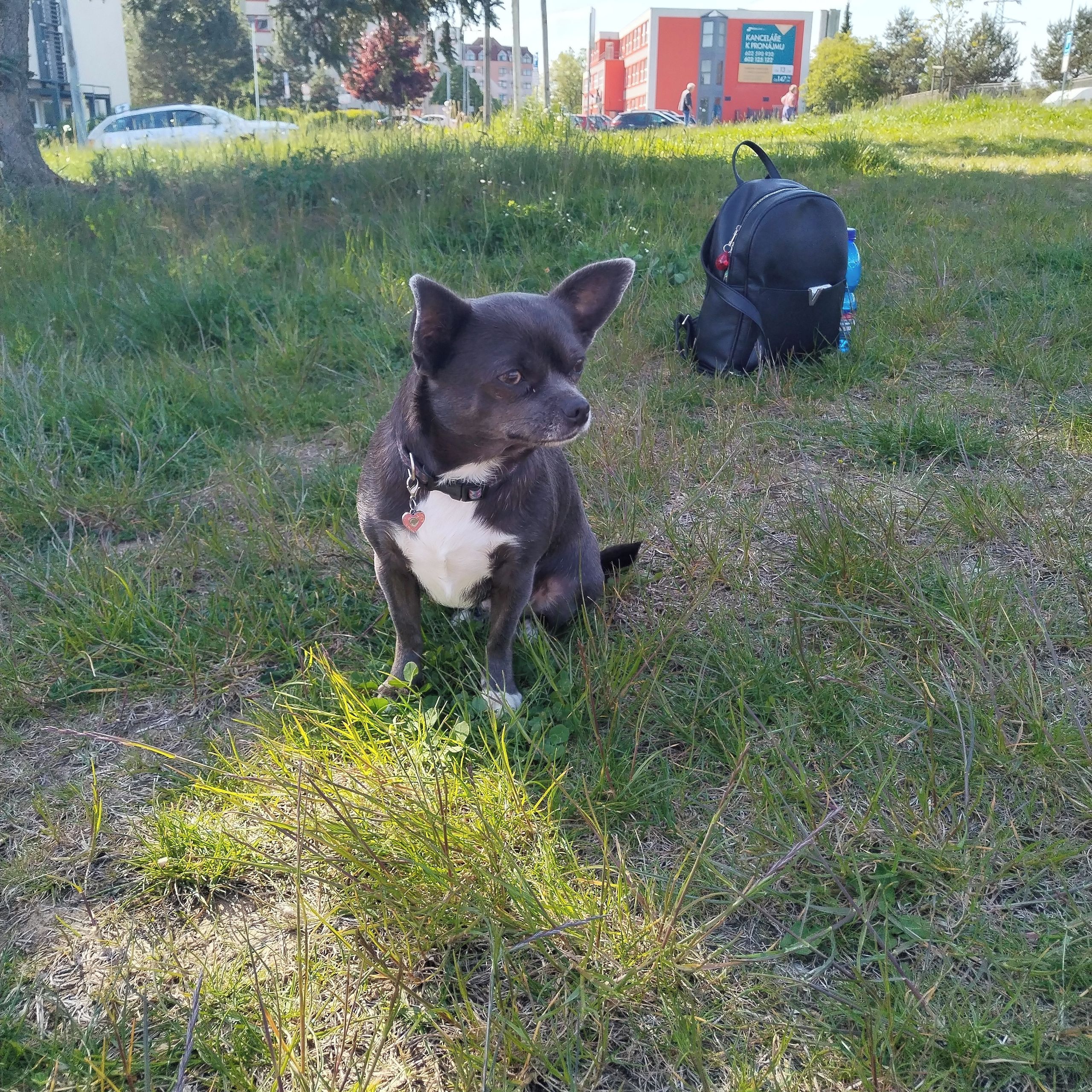 Soutěžní fotografie - Debinka,  Čivava