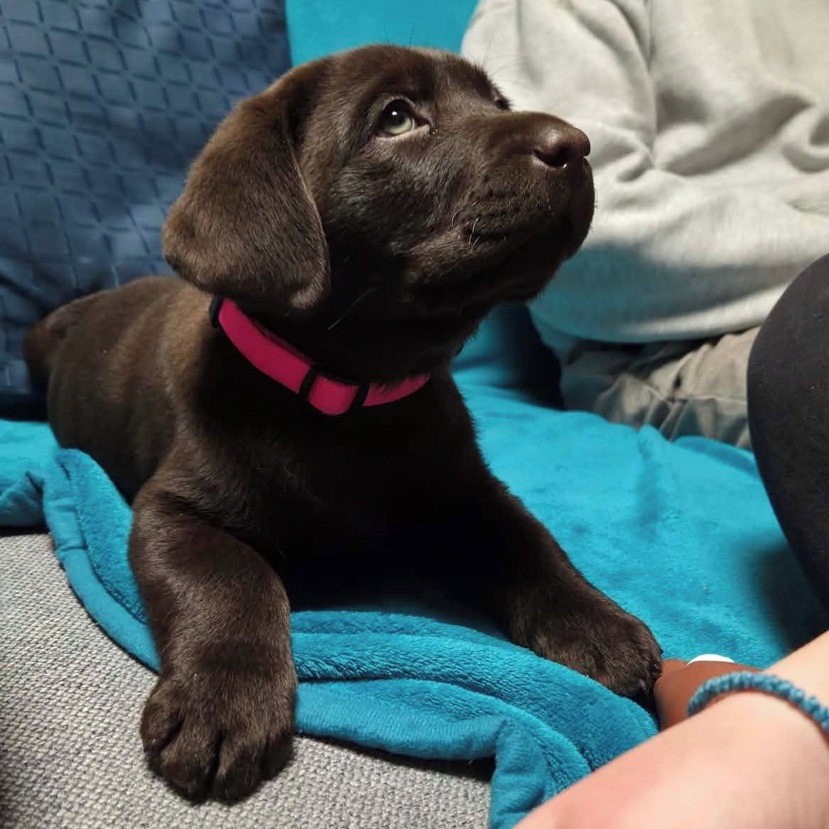 Soutěžní fotografie - Diana,  Labradorský retriever