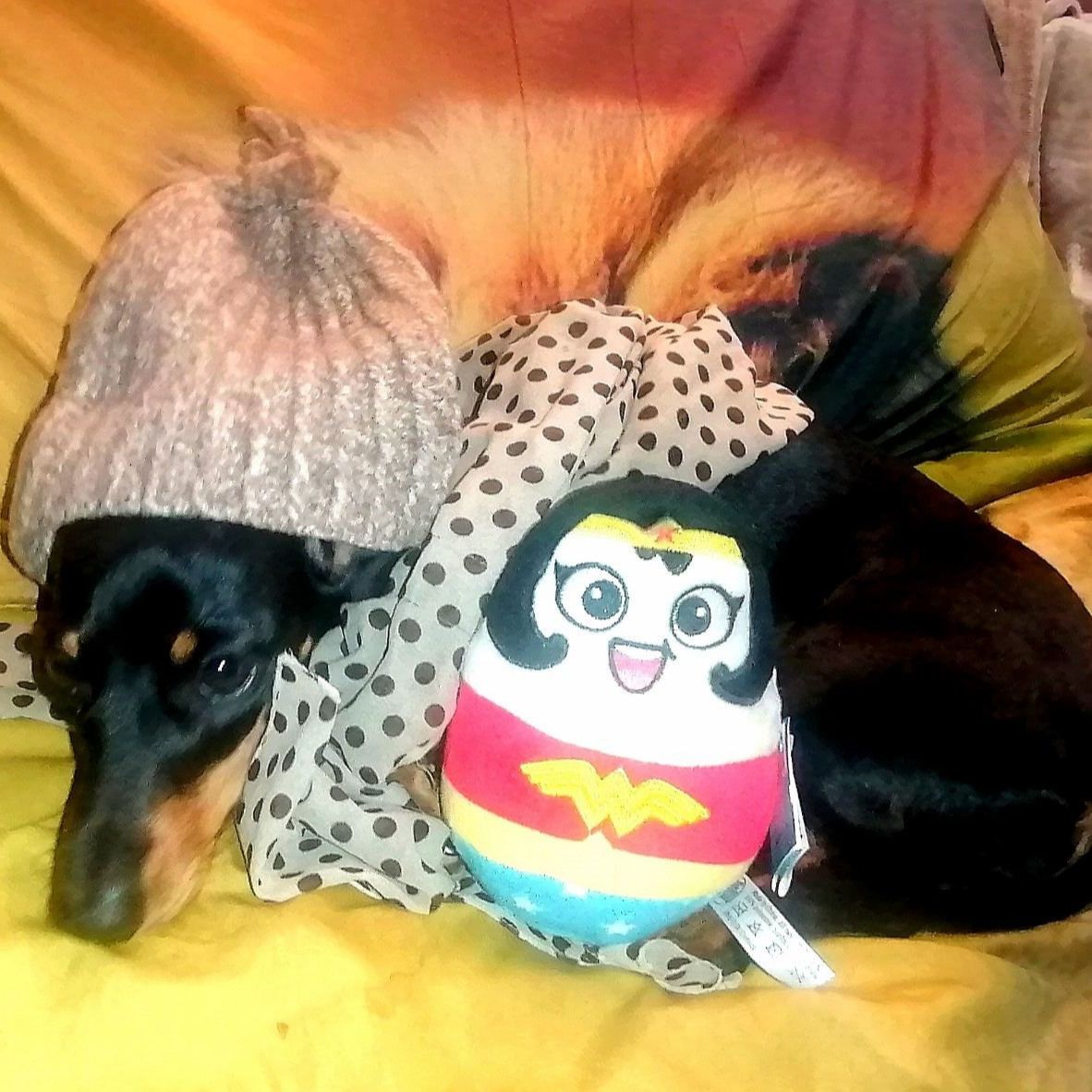 Soutěžní fotografie - Jackie,  Jezevčík