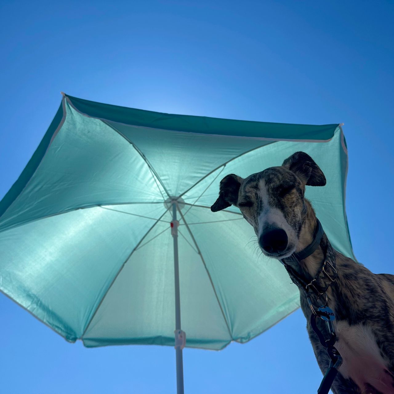 Soutěžní fotografie - Aslan,  Whippet