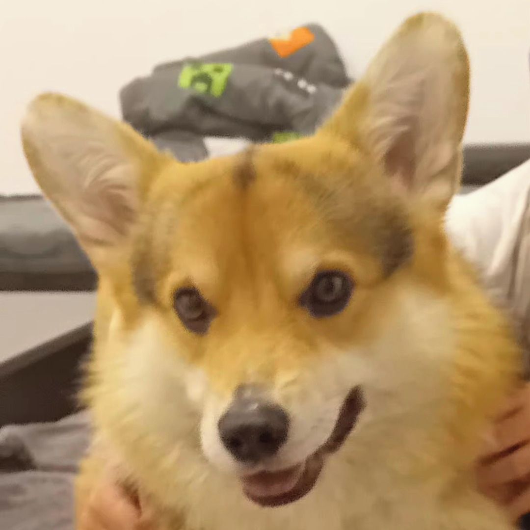 Soutěžní fotografie - Vojtíšek,  Welsh Corgi Pembroke