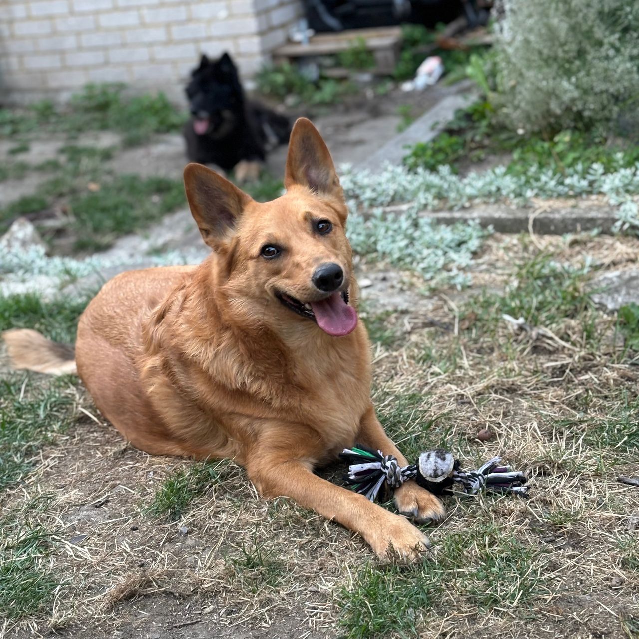 Soutěžní fotografie - Brunko,  Ostatní