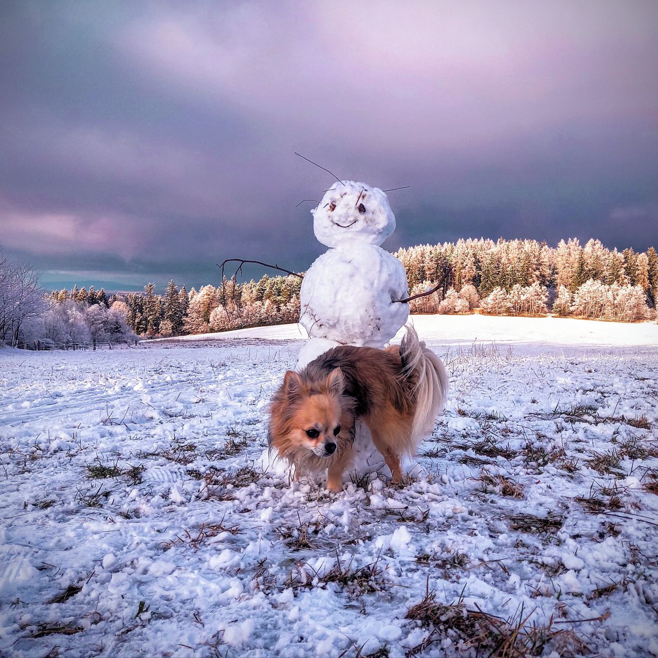 Soutěžní fotografie - Rex,  Čivava dlouhosrstá