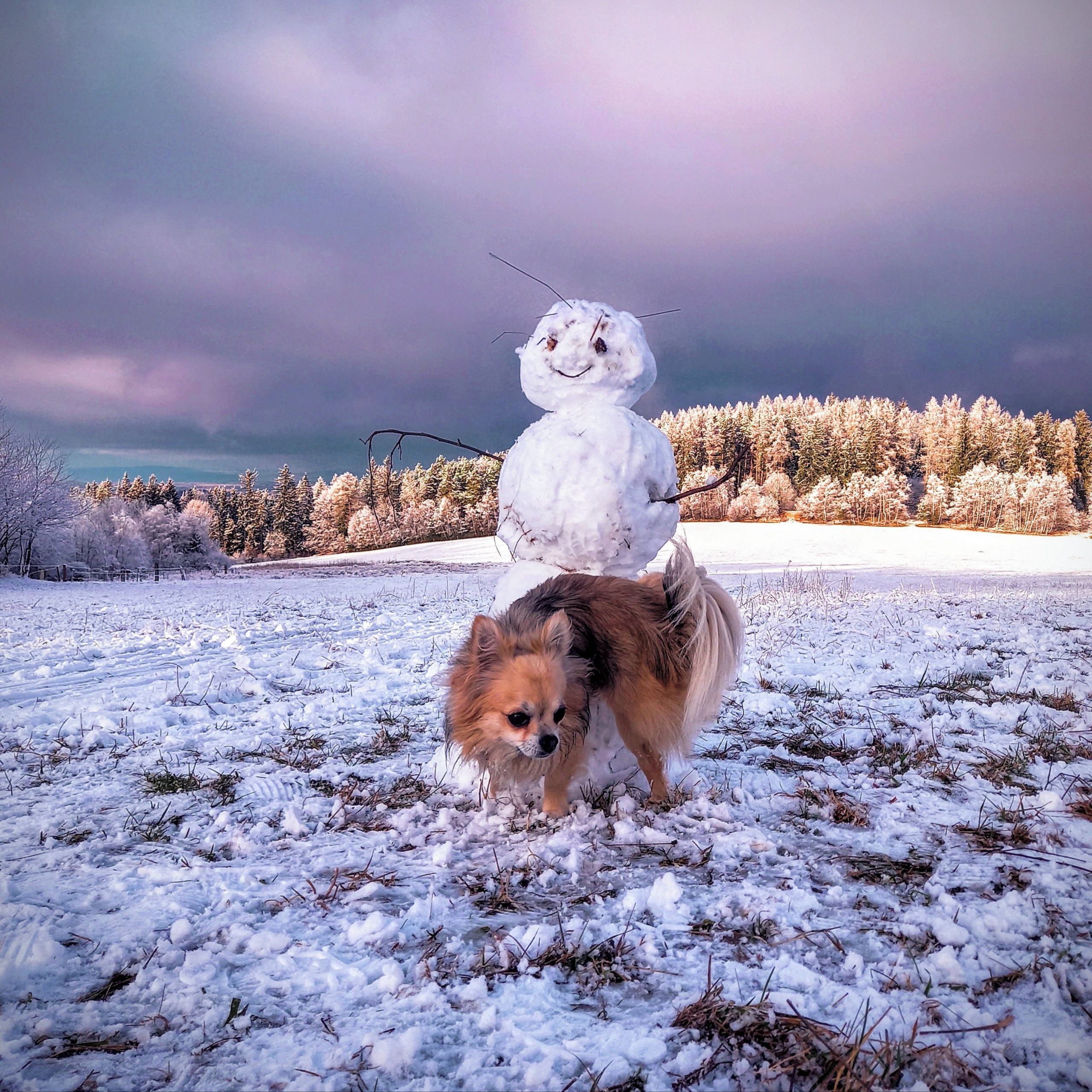 Soutěžní fotografie - Rex,  Čivava dlouhosrstá