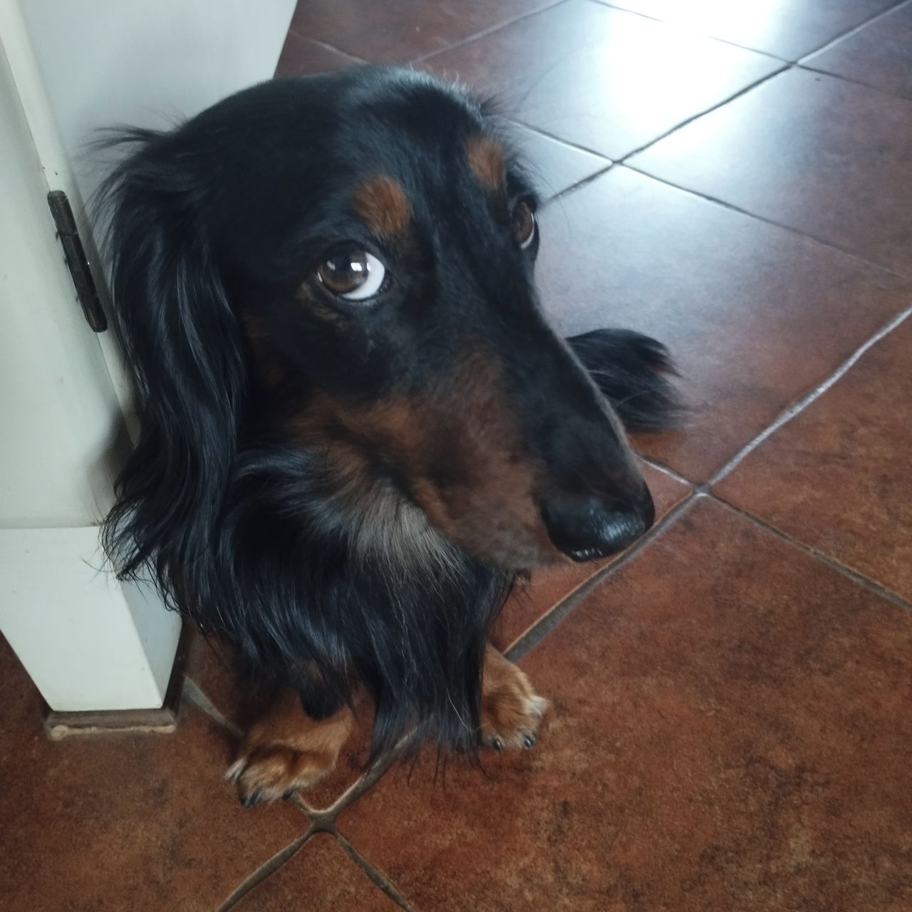 Soutěžní fotografie - Mickey,  Jezevčík