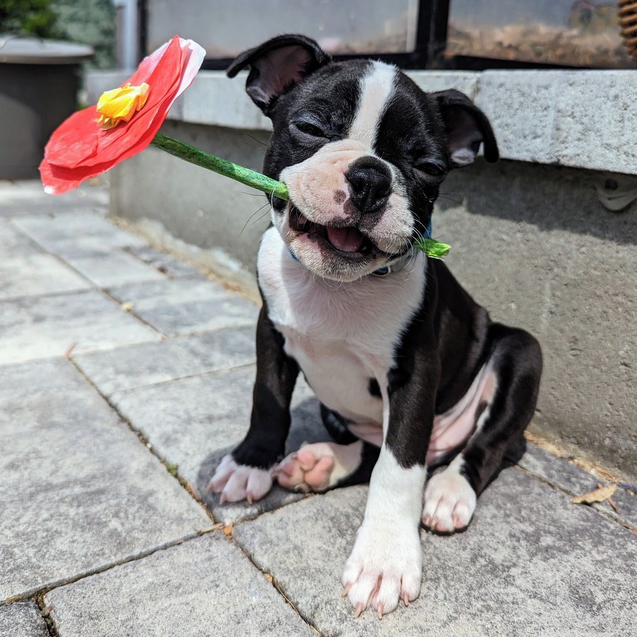 Soutěžní fotografie - Ruffs,  Bostonský terier