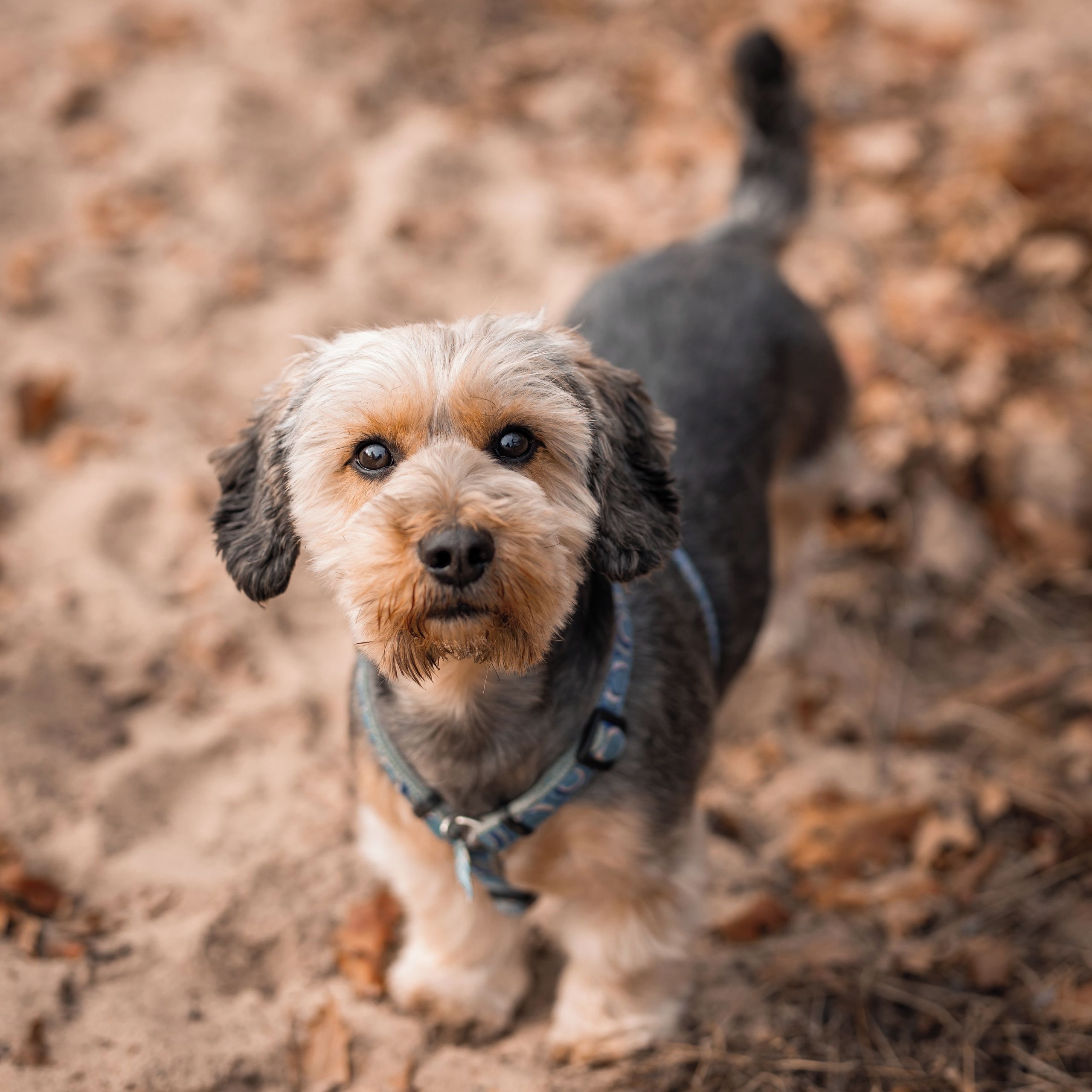Soutěžní fotografie - Dasty,  Ostatní