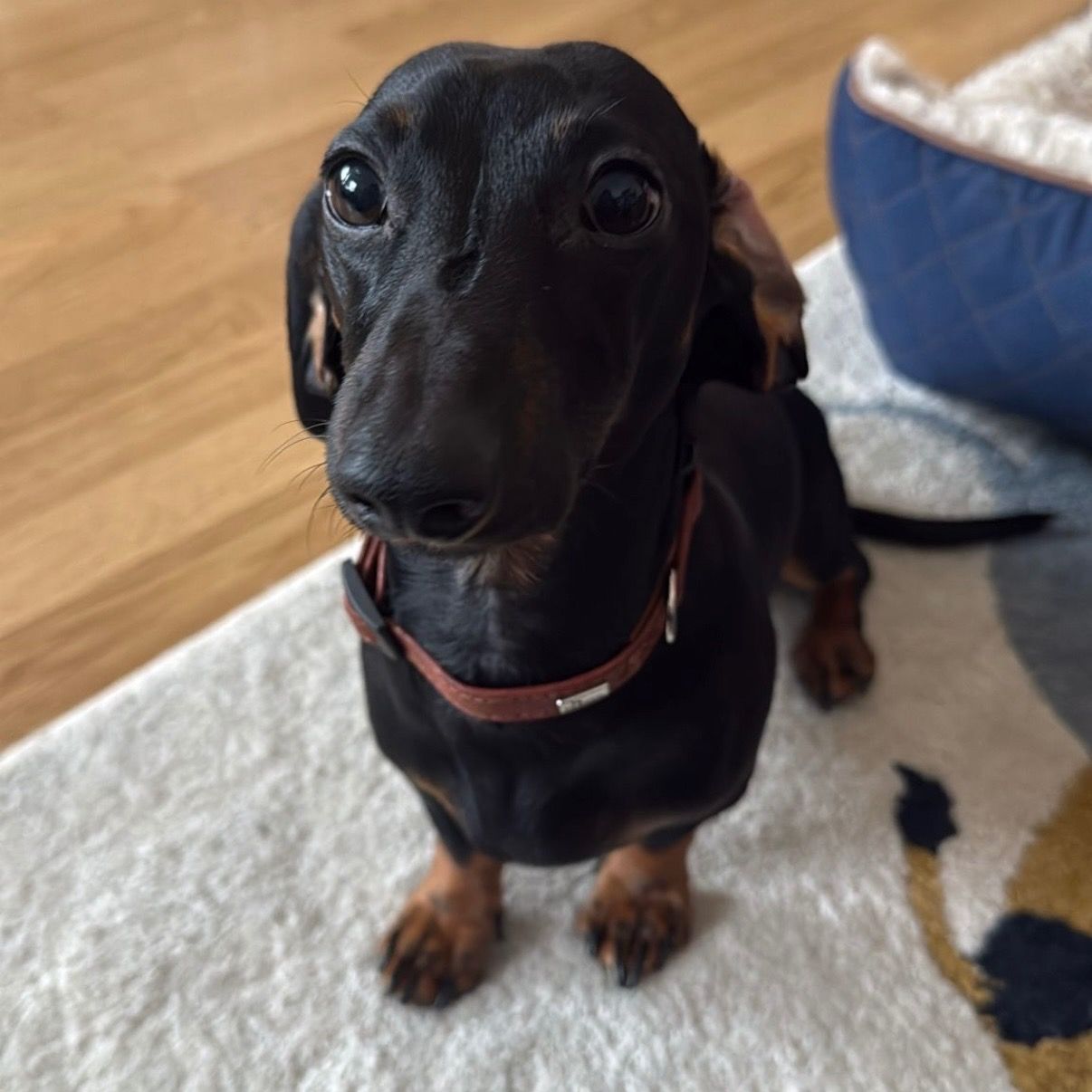 Soutěžní fotografie - Valmont,  Jezevčík